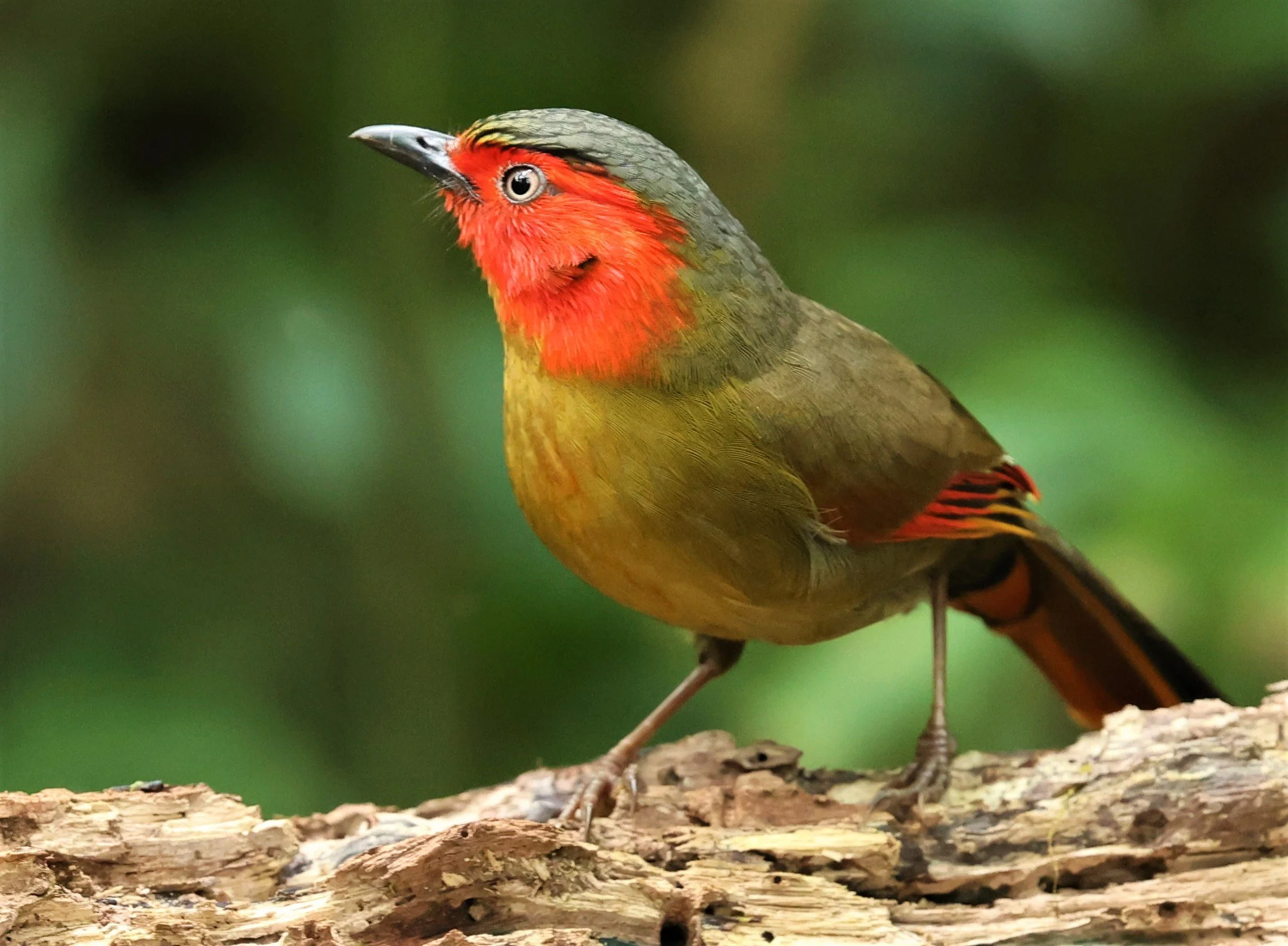 LIOCICHLA - SCARLET-FACED LIOCICHLA - Liocichla ripponi - DOI PHA HOM POK NP DOI LANG EAST FEB 2022 (123).jpg
