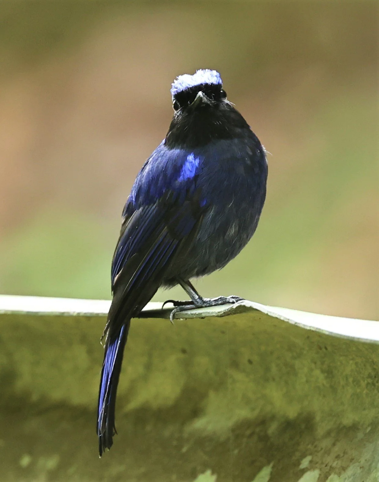 Niltava grandis - LARGE NILTAVA - FRASER'S HILL, MALAYSIA JUNE 2022 (5).jpg