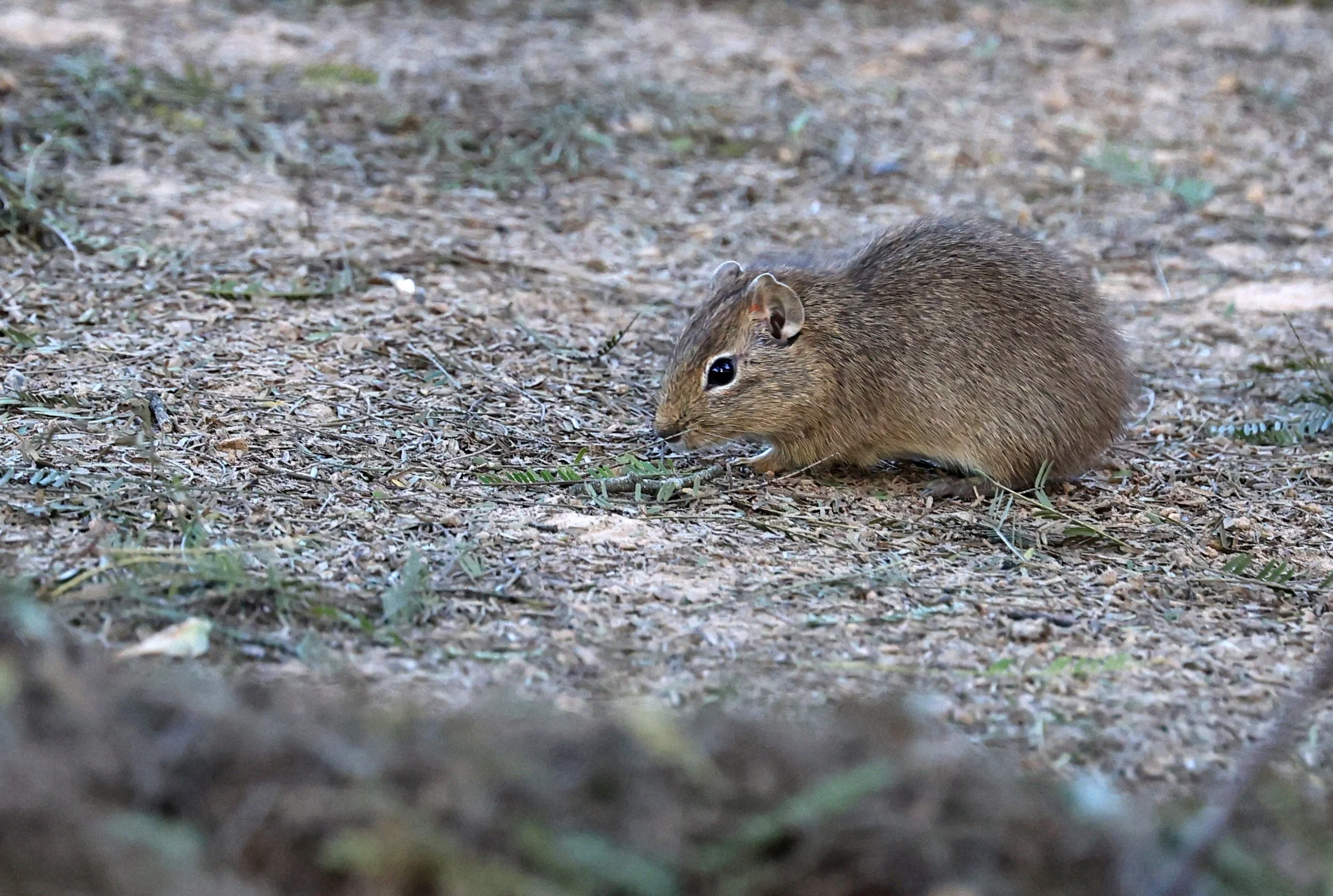 Lowland Yellow-Toothed Cavy (Galea leucoblephara) Hotel Iparoma Campestre Paraguay (23).jpg