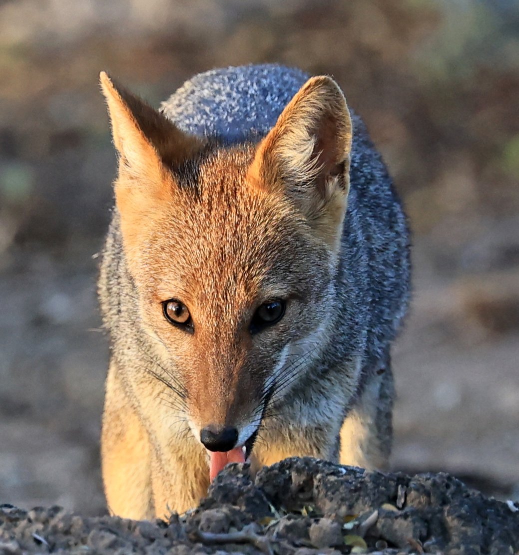 Pampas Fox (Lycalopex gymnocerca) Reserva Natural Canada el Carmen, Paraguay  (82).jpg