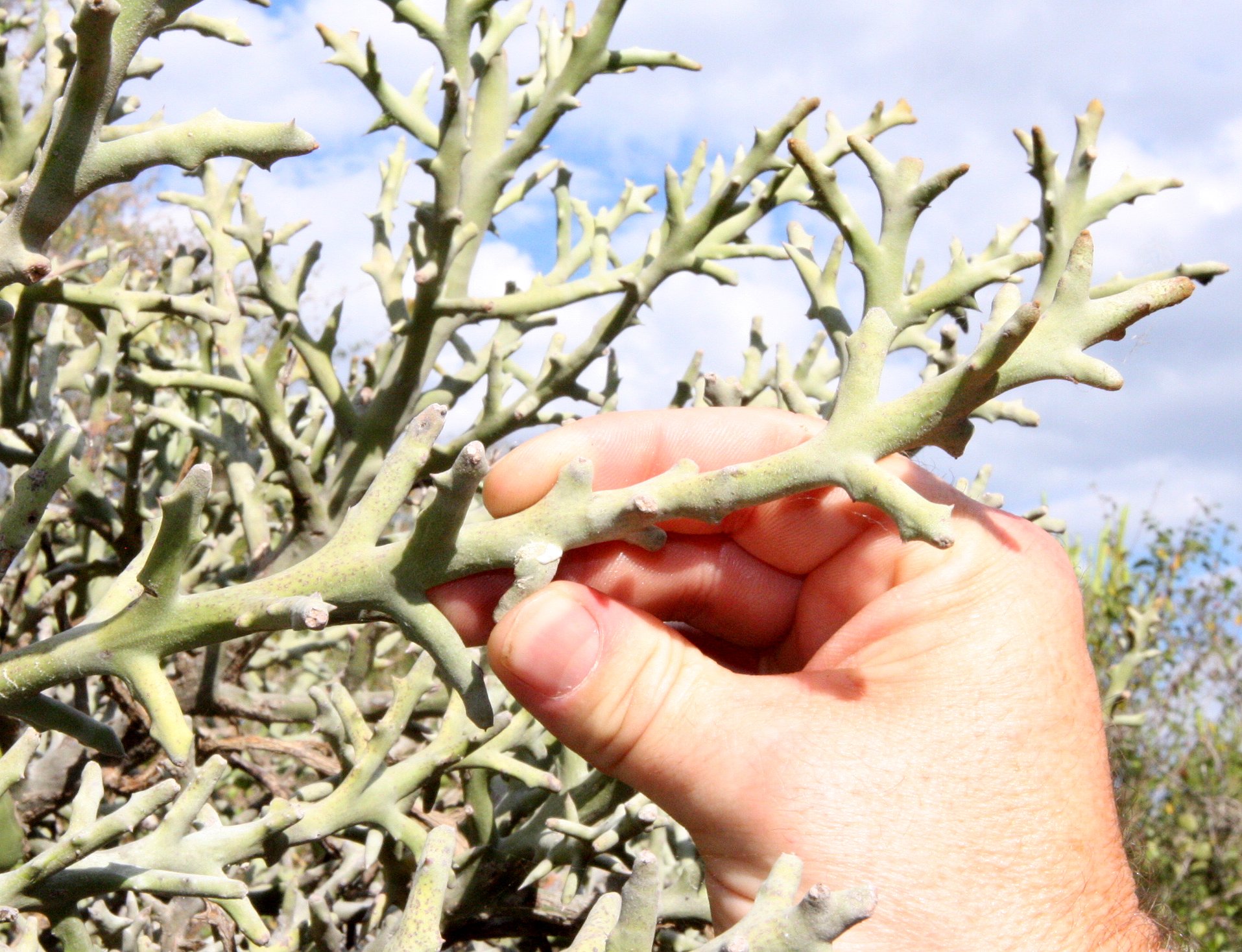 PLANT - EUPHORBIA STENOCLADA - ANDOHAHELA NATIONAL PARK MADGASCAR (2).JPG