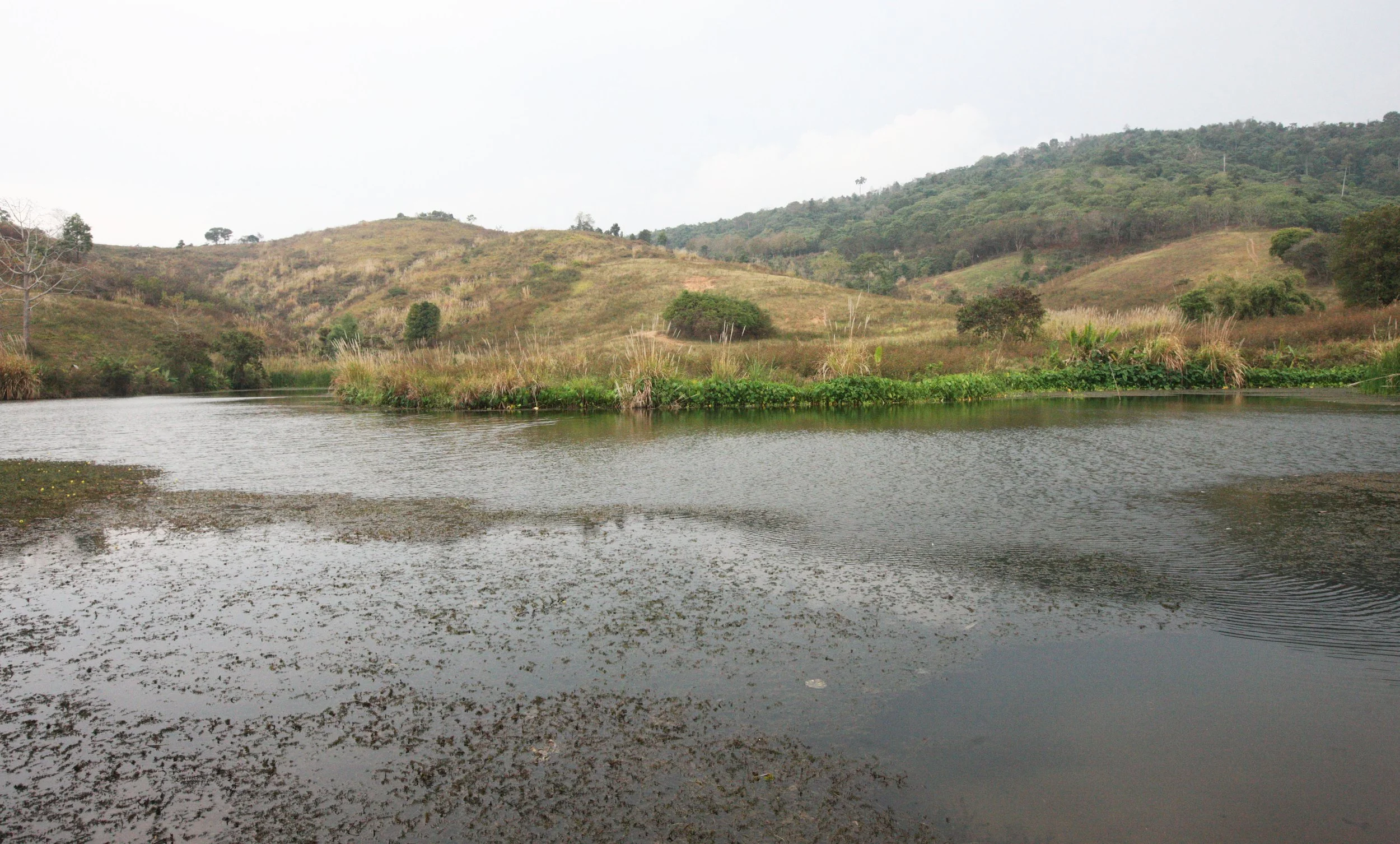 2015 Khao Pang Ma Nonhunting Area (7).JPG