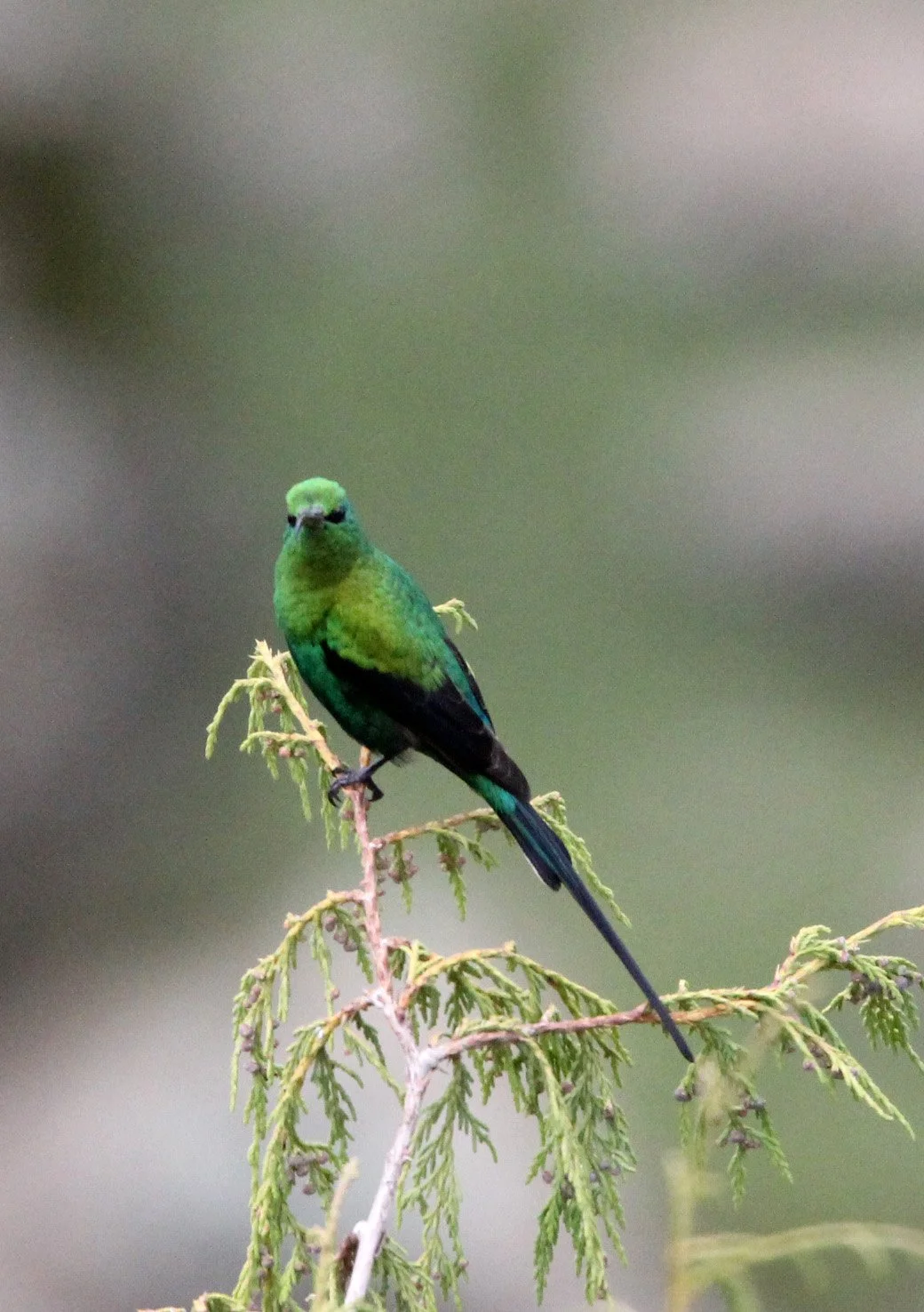 BIRD - SUNBIRD - MALACHITE SUNBIRD - BALE MOUNTAINS NATIONAL PARK ETHIOPIA (9).JPG