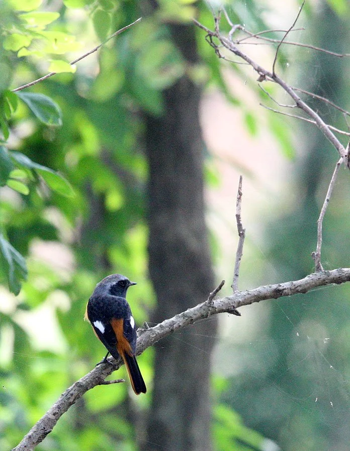 BIRD - REDSTART - DAURIAN REDSTART -  NANKOU, RUDONG, CHINA (14).JPG