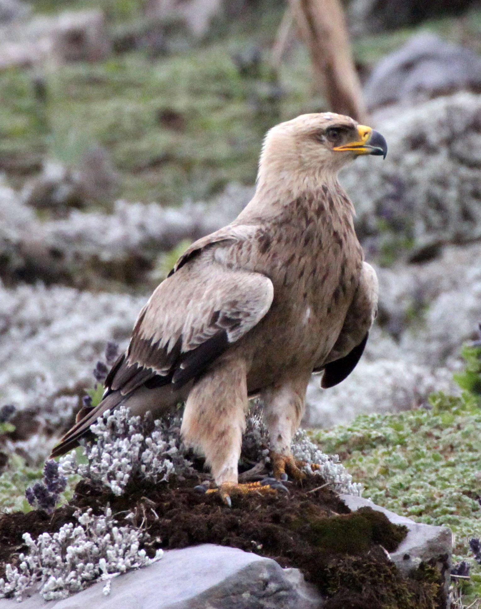 Aquila rapax - TAWNY EAGLE - BALE MOUNTAINS NATIONAL PARK ETHIOPIA aa2 (18).JPG