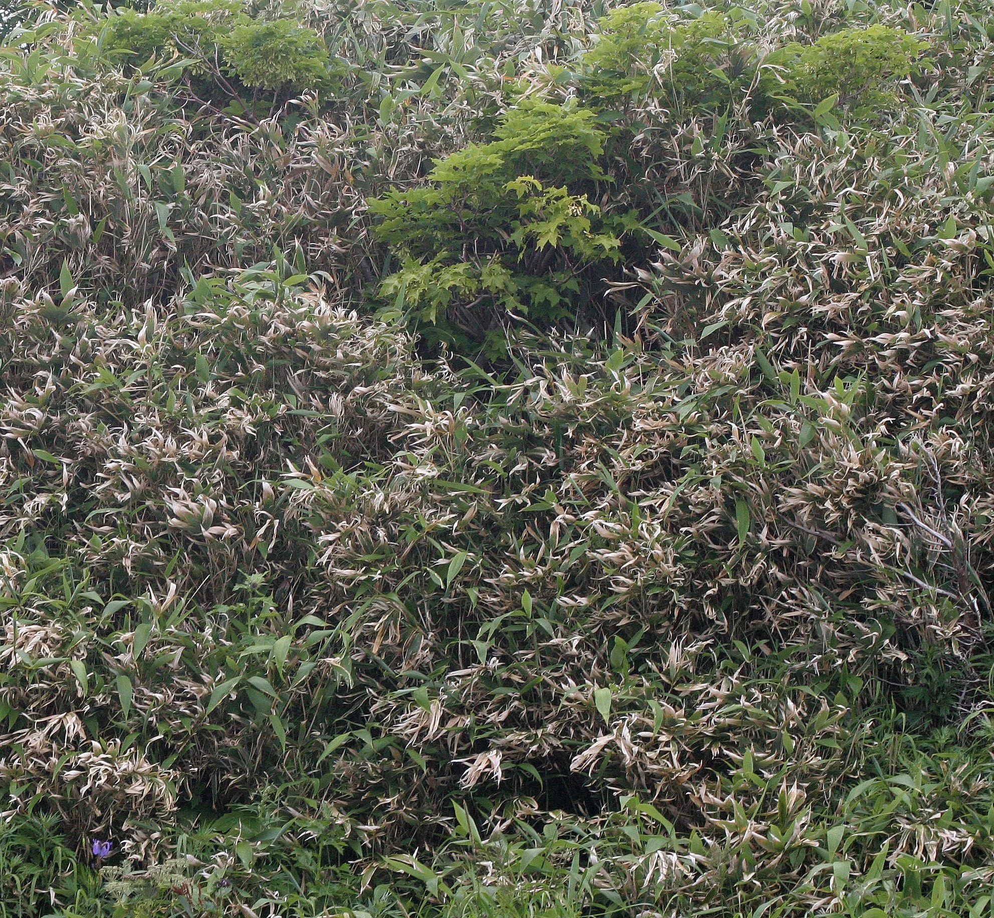 KURIL ISLANDS - FLORA  (37).jpg