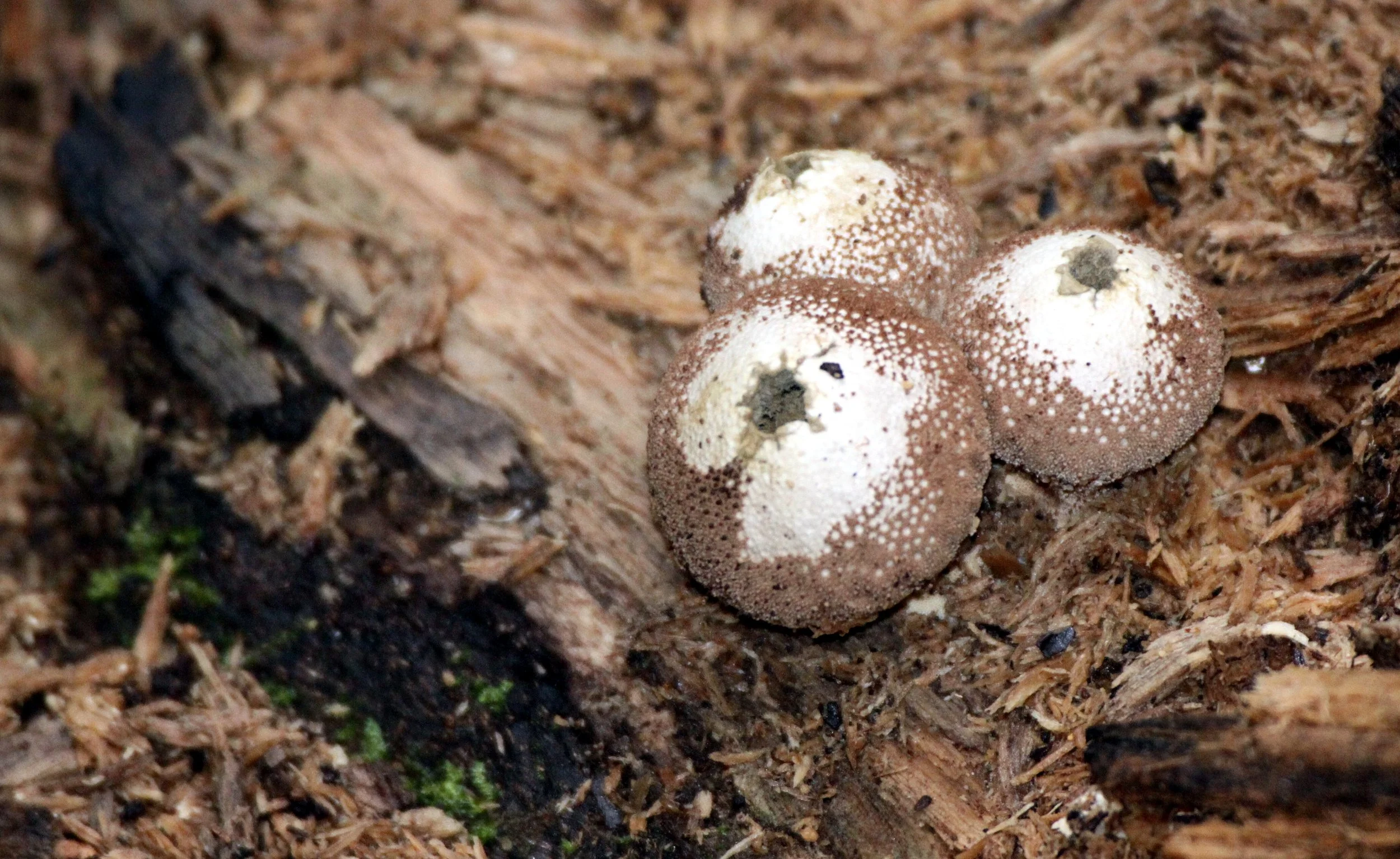 FUNGI - PUFFBALLS - MANTADIA NATIONAL PARK MADGASCAR.JPG