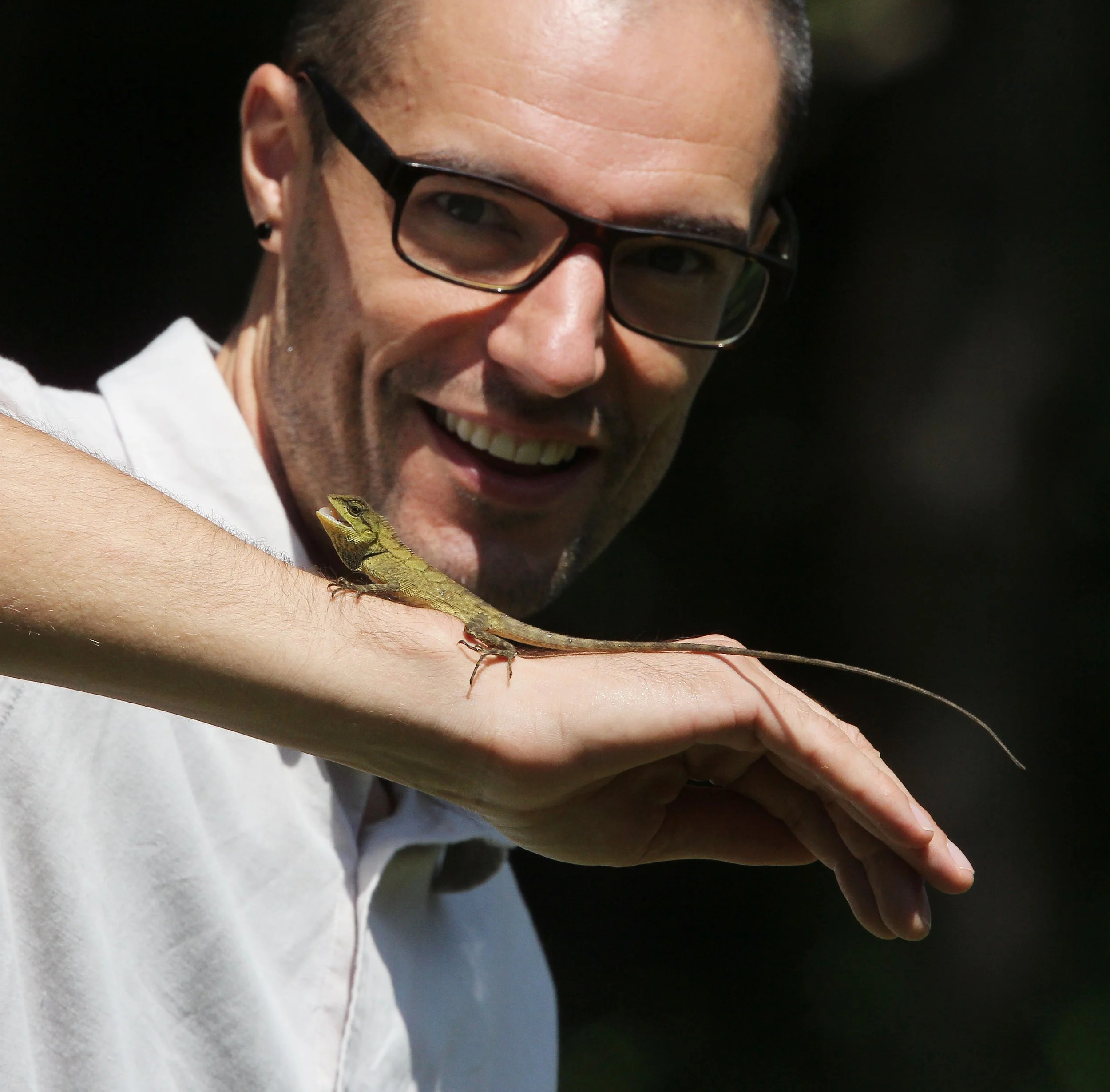 Emma Gray's Forest Lizard (Calotes emma) Thailand