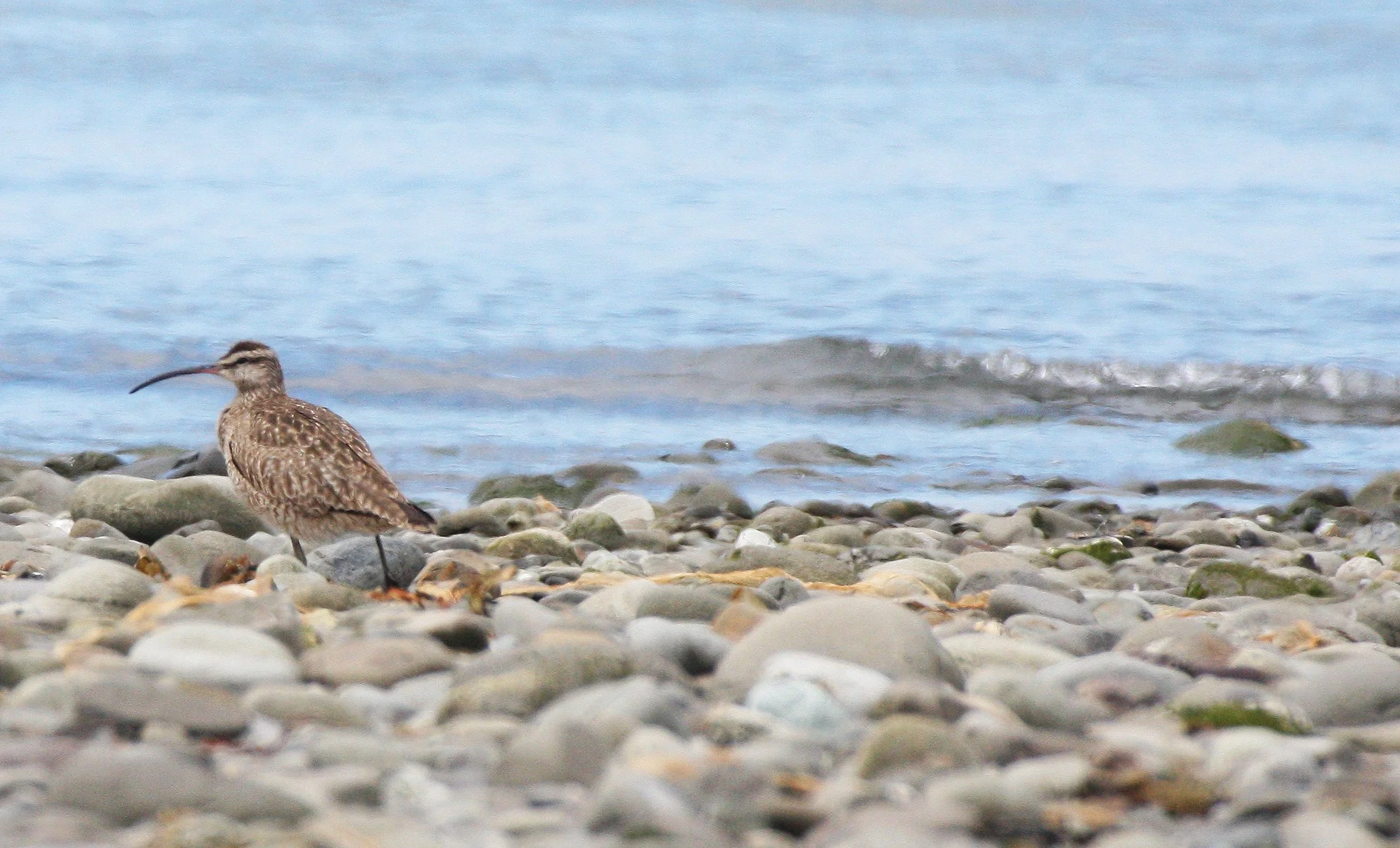 BIRD - WHIMBREL - ELWHA RIVER MOUTH WA (4).JPG