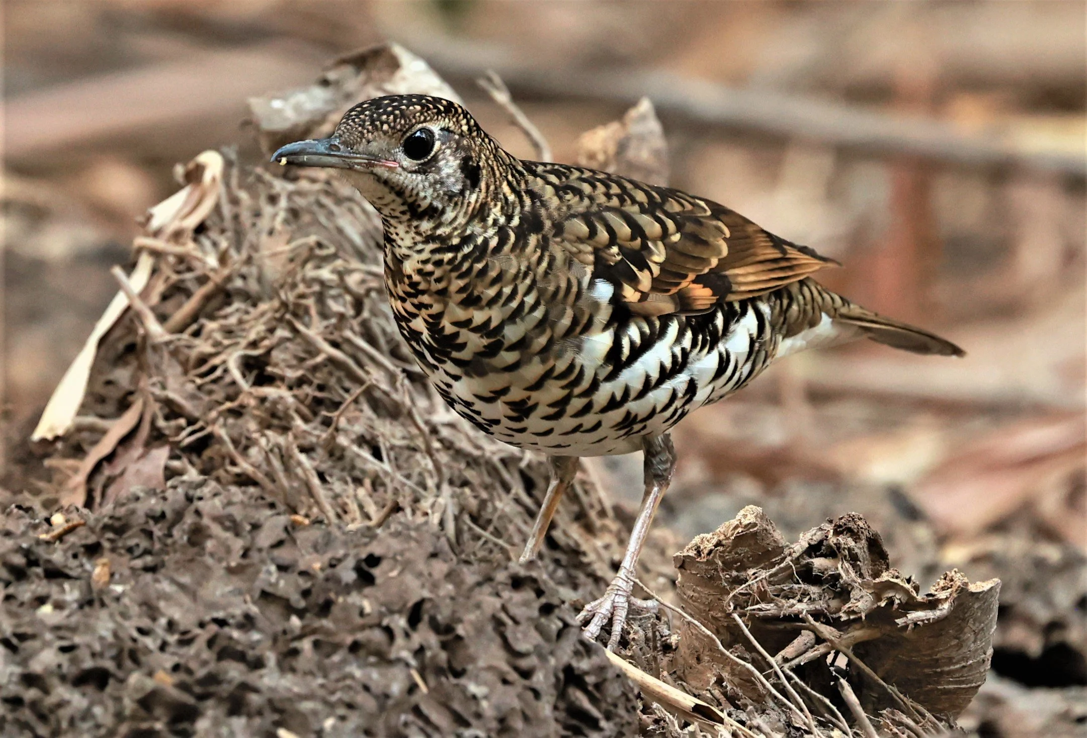 White's Thrush (Zoothera aurea) Putthamonthon Park Nakhon Pathom Thailand (180).jpg