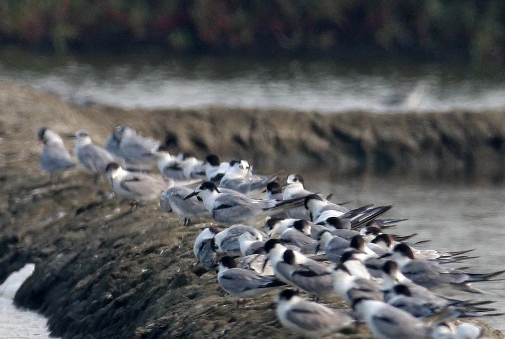 BIRD - TERN - BLACK-NAPED & COMMON TERNS - PETCHABURI PROVINCE, PAK THALE (6).JPG
