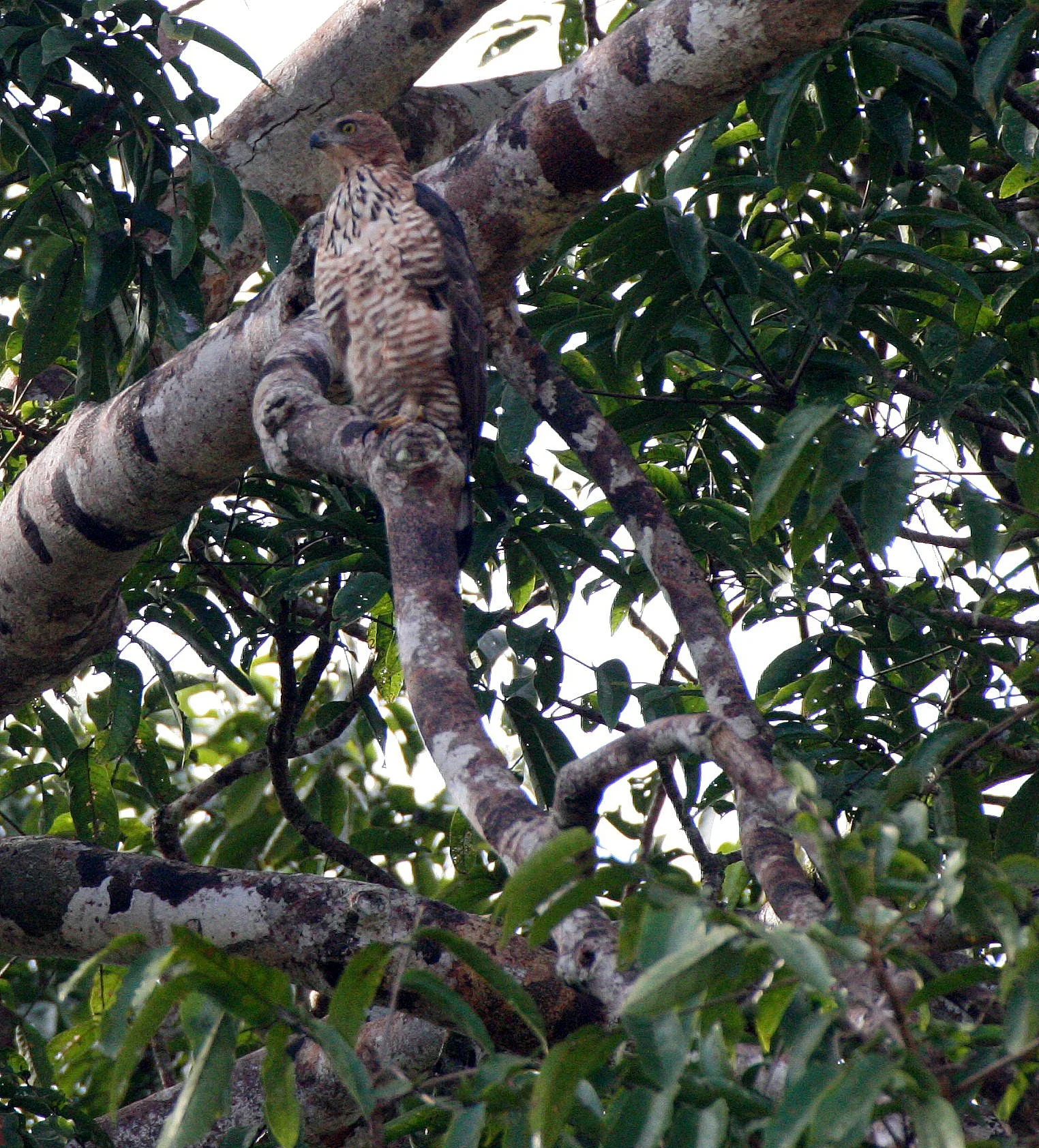 Nisaetus nanus - WALLACE'S HAWK-EAGLE - KINABATANGAN RIVER BORNEO (2).JPG