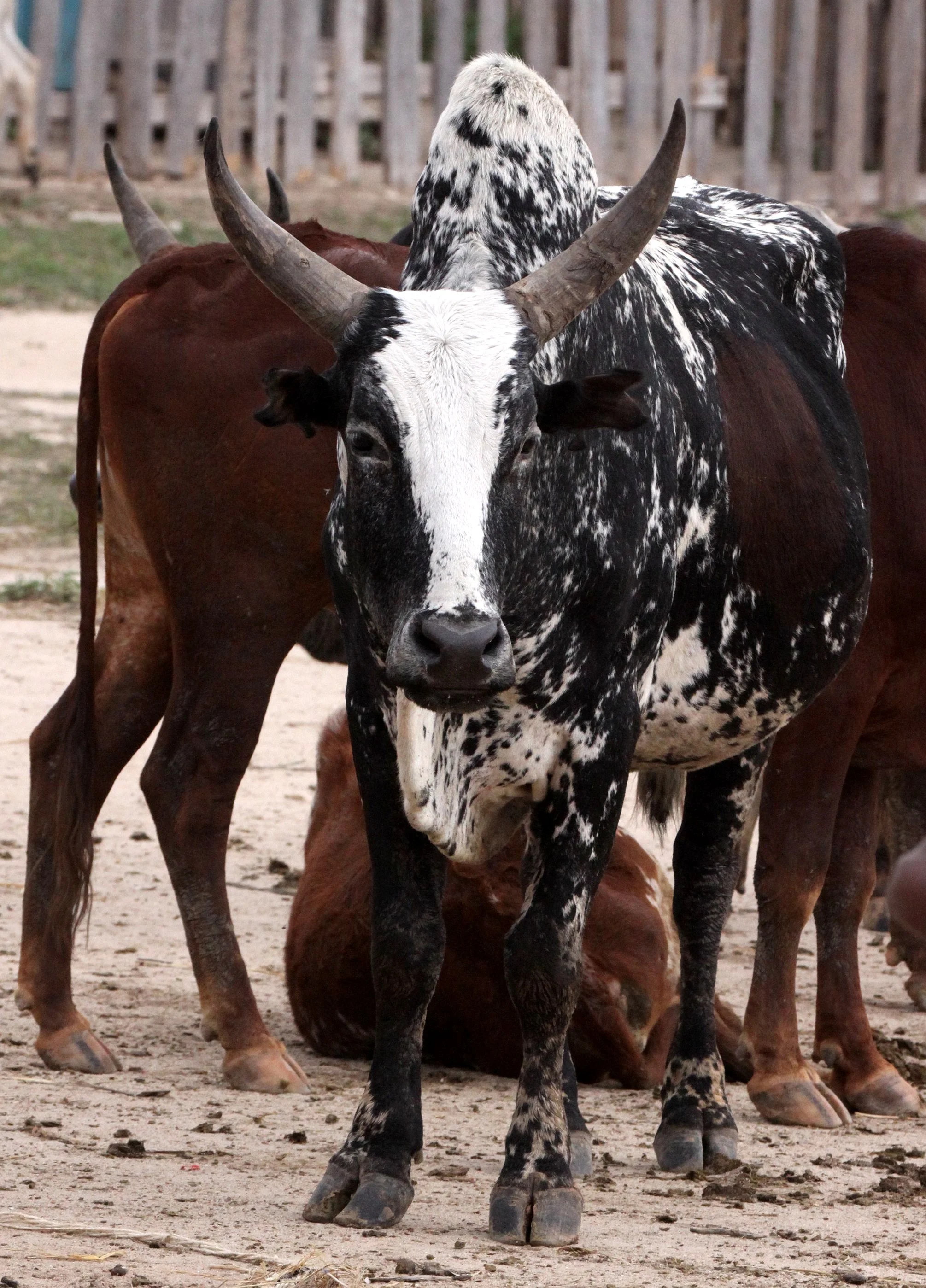 ANTANDROY VILLAGE - ZEBU MARKET DAY (7).JPG