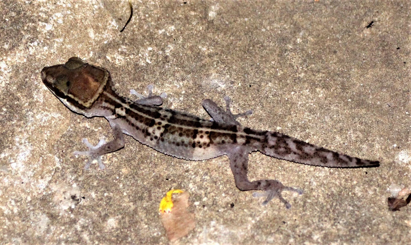 Paroedura stumpffi - STUMPFF'S GROUND GECKO - ANKARANA NATIONAL PARK MADAGASCAR aa.jpg