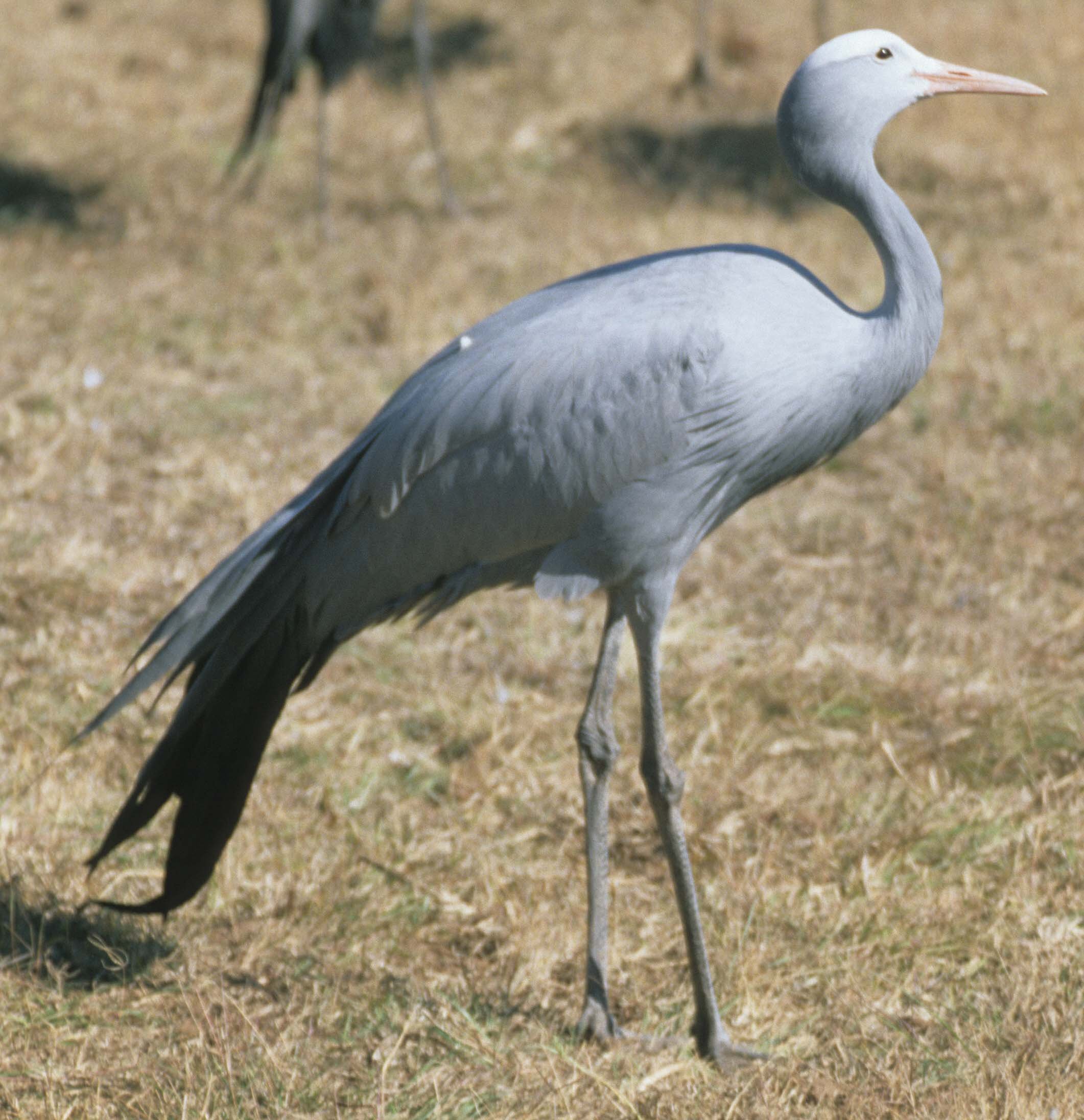 BIRDS - CRANE - BLUE - KRUGER A.jpg