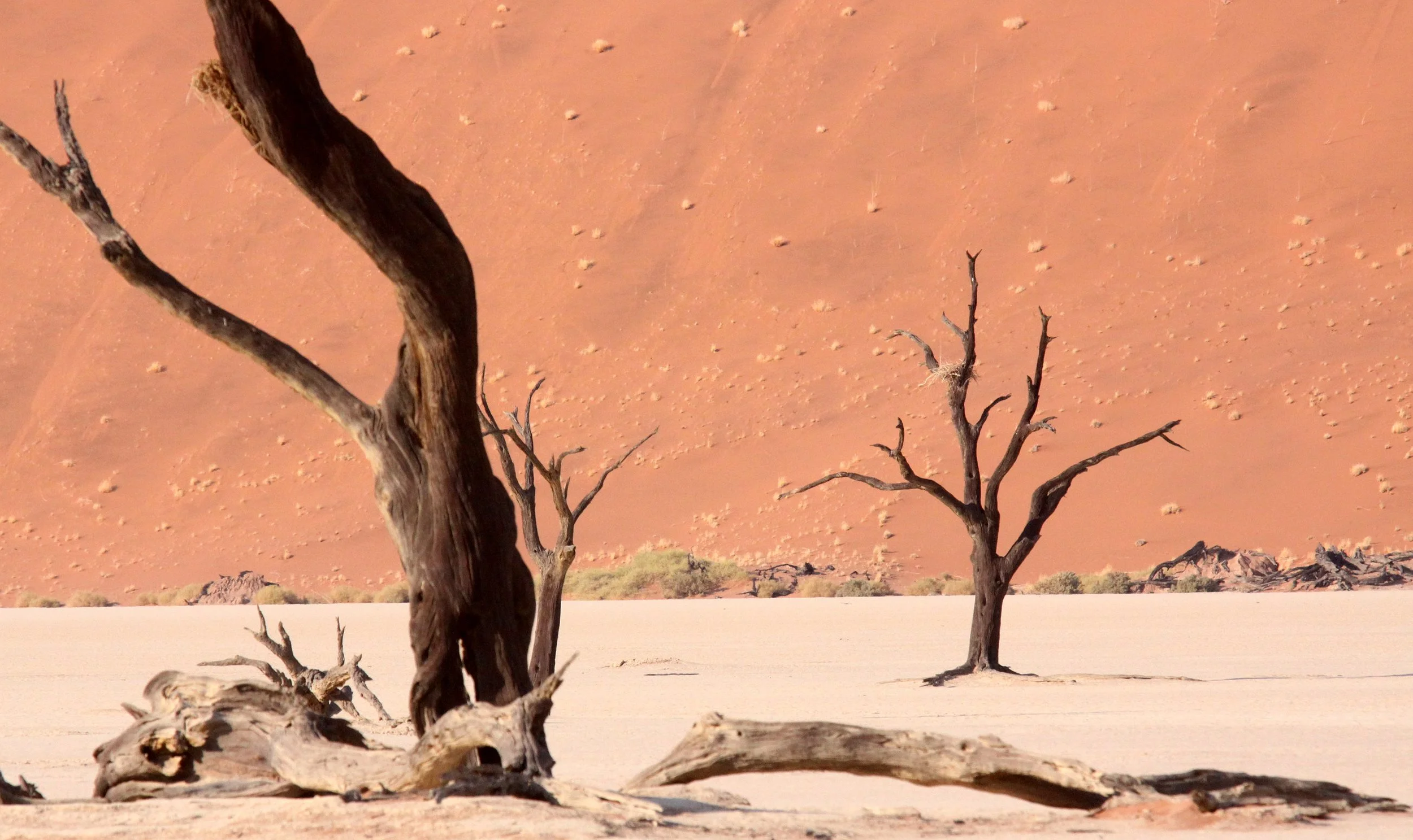 SOSSUSVLEI, NAMIB NAUKLUFT NATIONAL PARK, NAMIBIA - DEAD VLEI (23).JPG