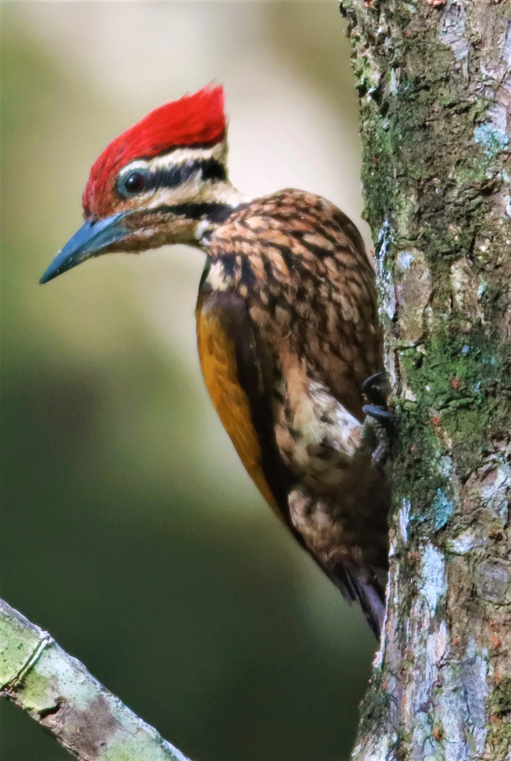 WOODPECKER - COMMON FLAMEBACK - Dinopium javenense - AO PHANG NGA NATIONAL PARK AREA (10).jpg