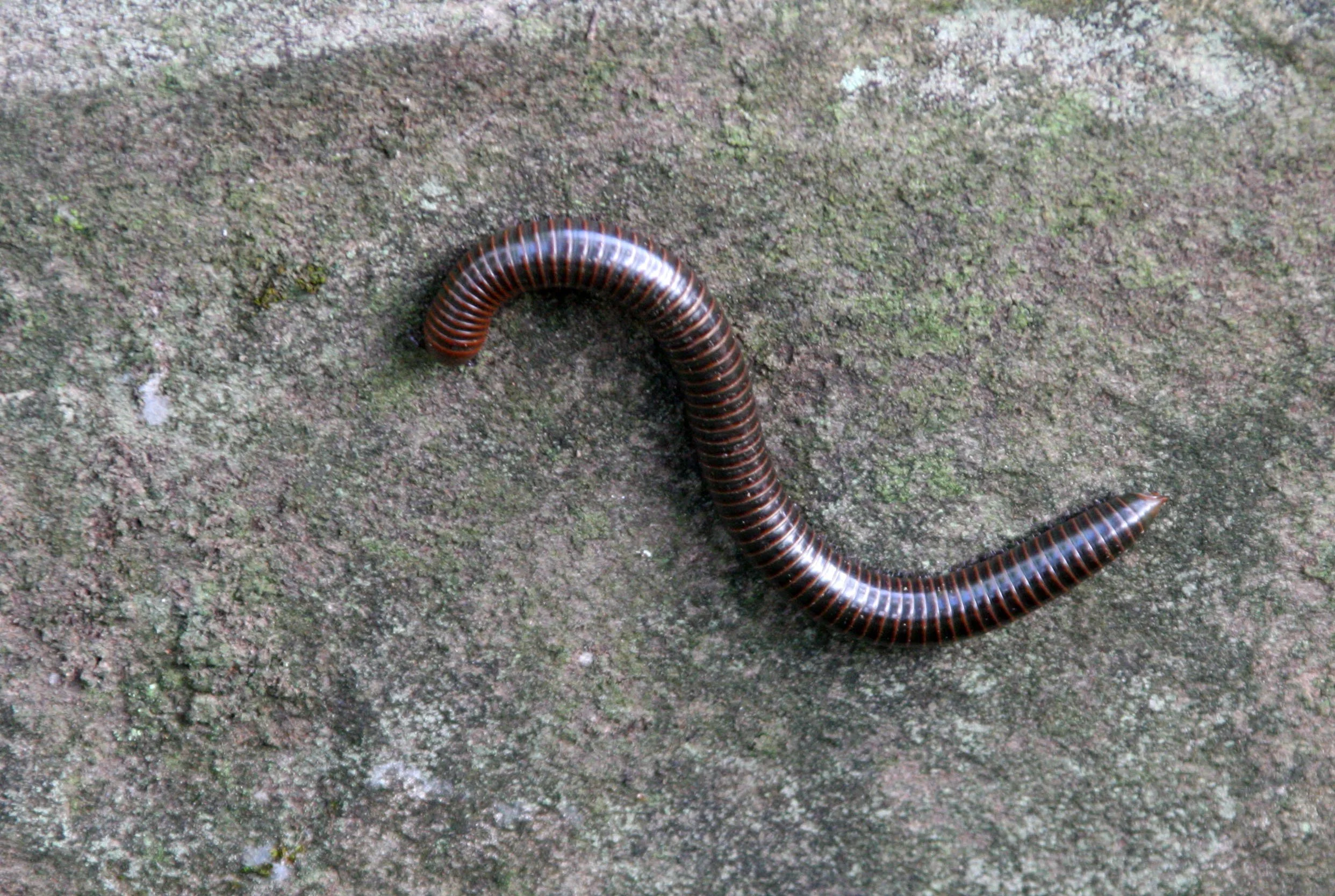 ARTHROPODA - MILIPEDE SPECIES - CAMBODIA - KOH KER.JPG