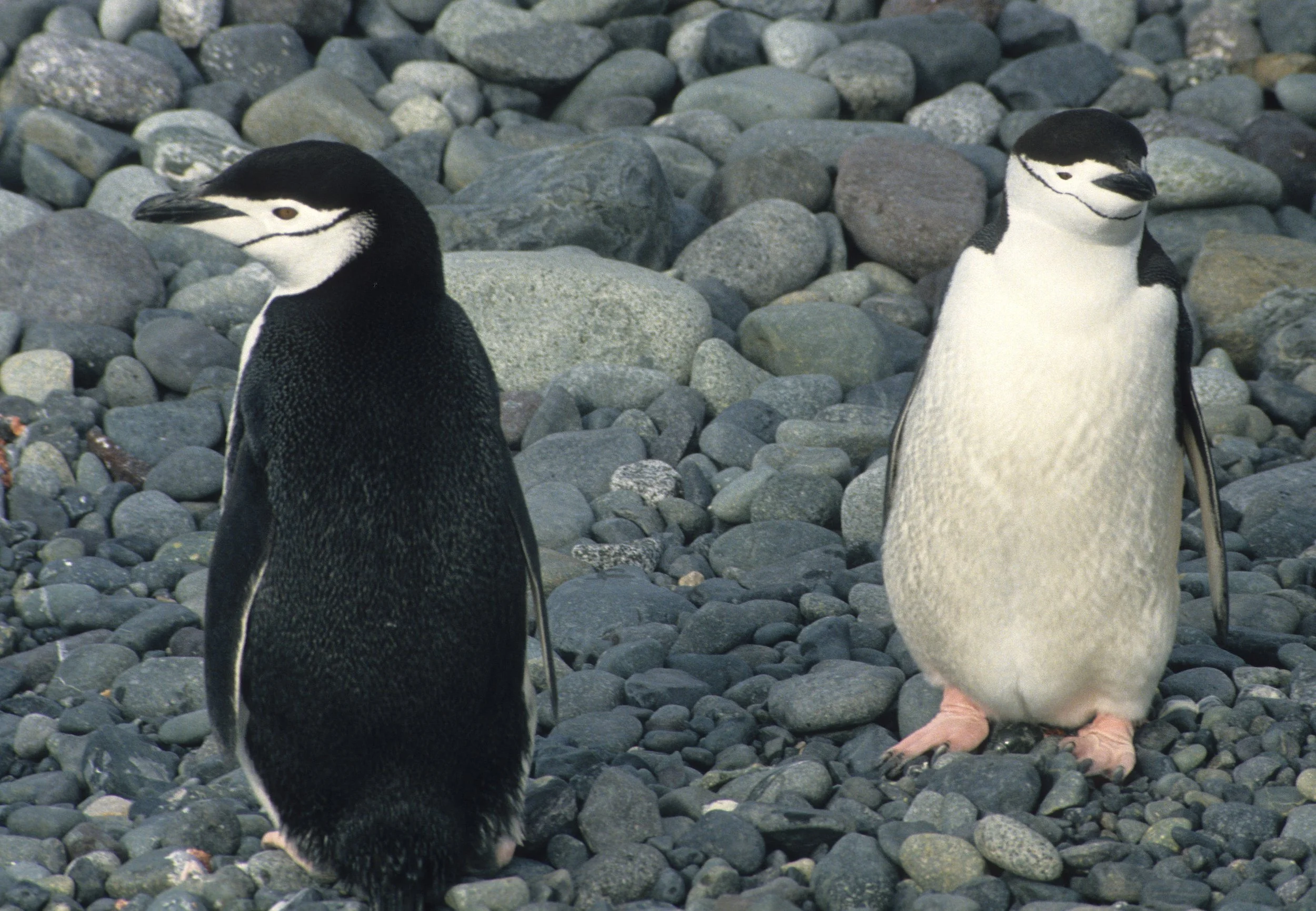 Chinstrap penguin, (Pygoscelis antarctica) Arctowski Poland Research Station, Antarctic Peninsula (5).jpg