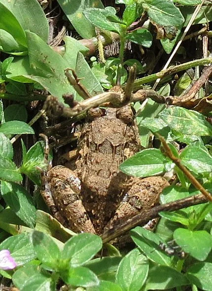 AMPHIBIAN - FROG SPECIES - HALIMUN NATIONAL PARK - JAVA BARAT INDONESIA (5).JPG