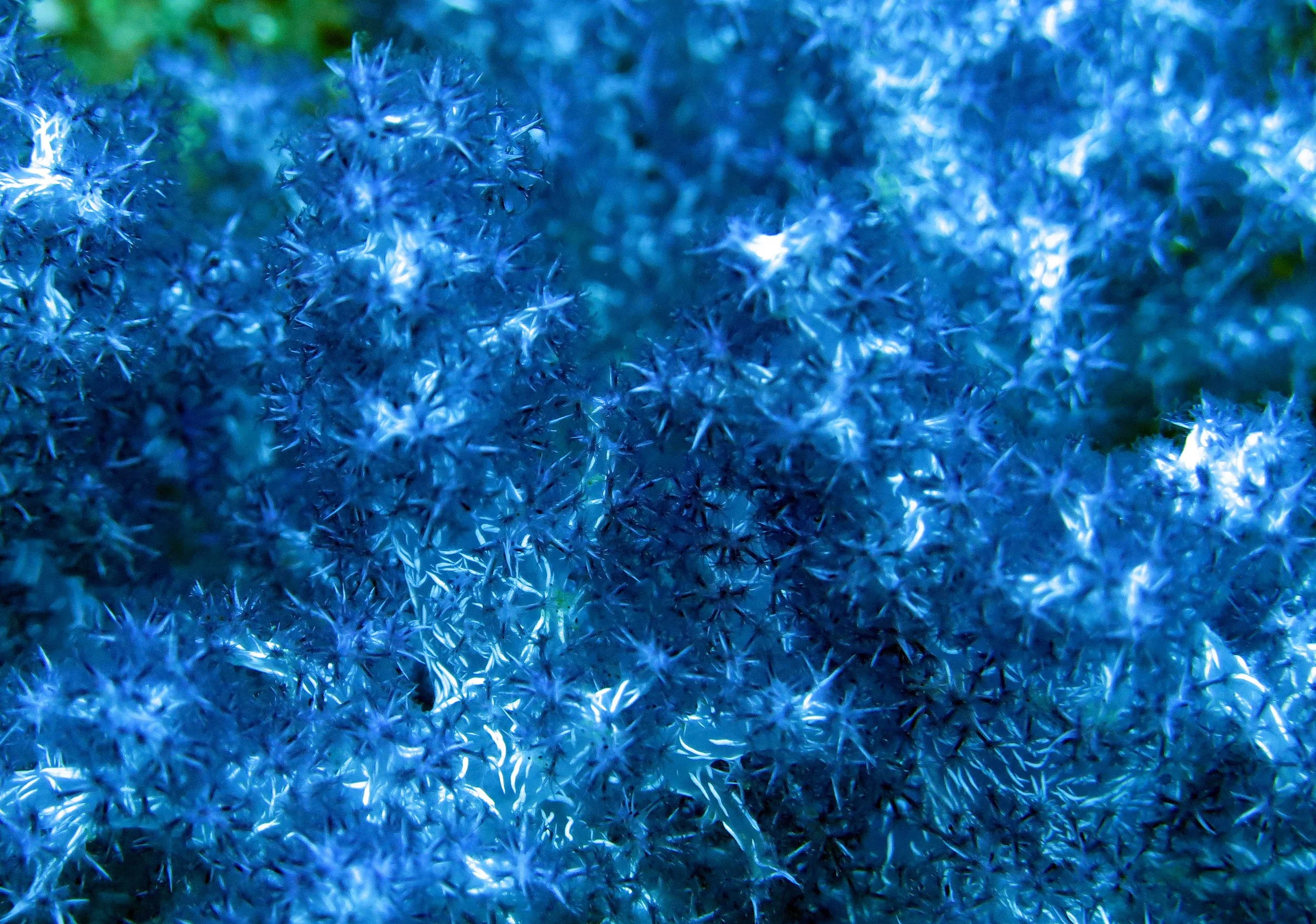 2014 Similan Islands Marine Park Thailand ISB Dive Trip (37).JPG
