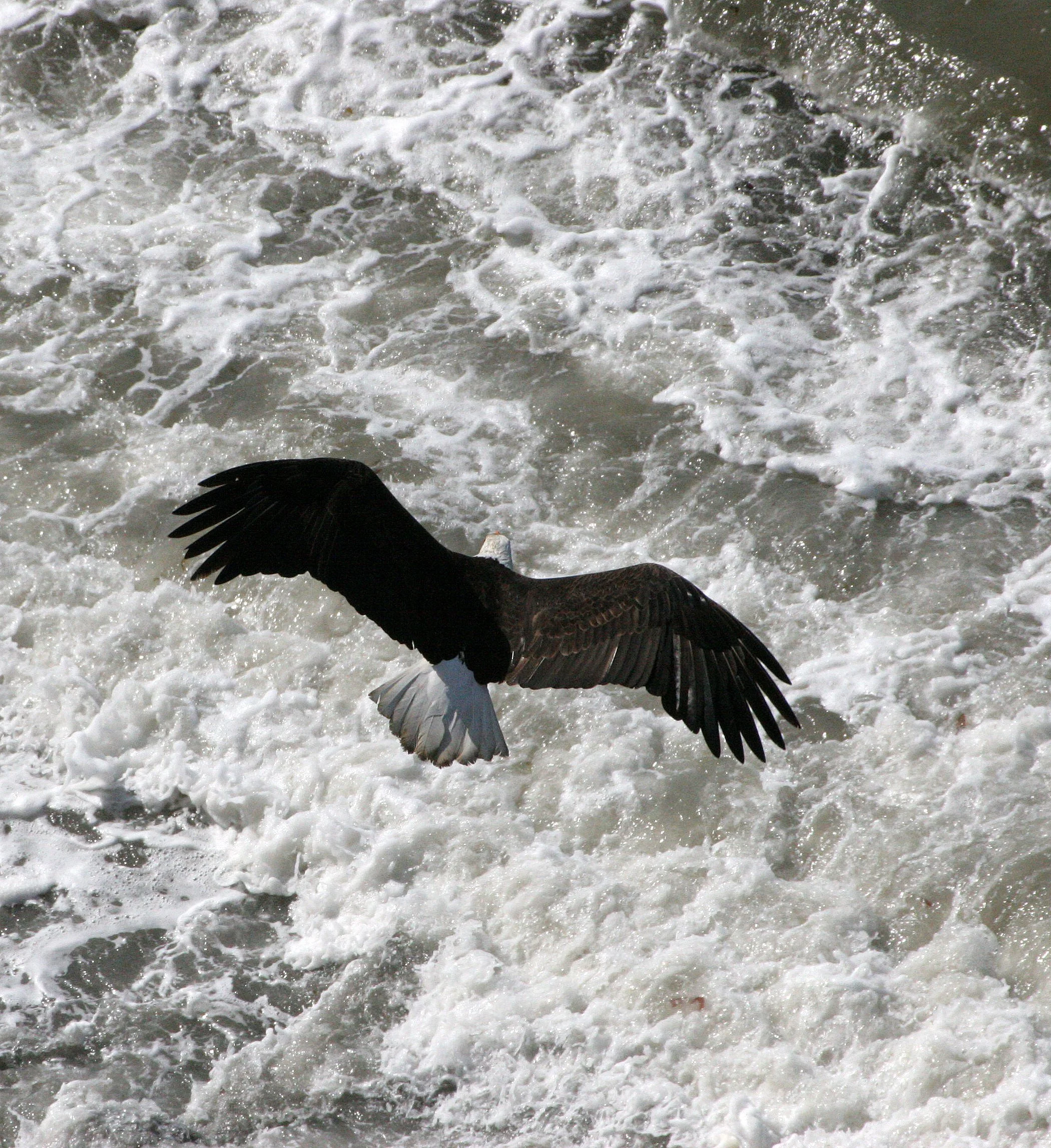 Haliaeetus leucocephalus - AMERICAN BALD EAGLE - LAKE FARM BLUFFS WASHINGTON (260).JPG