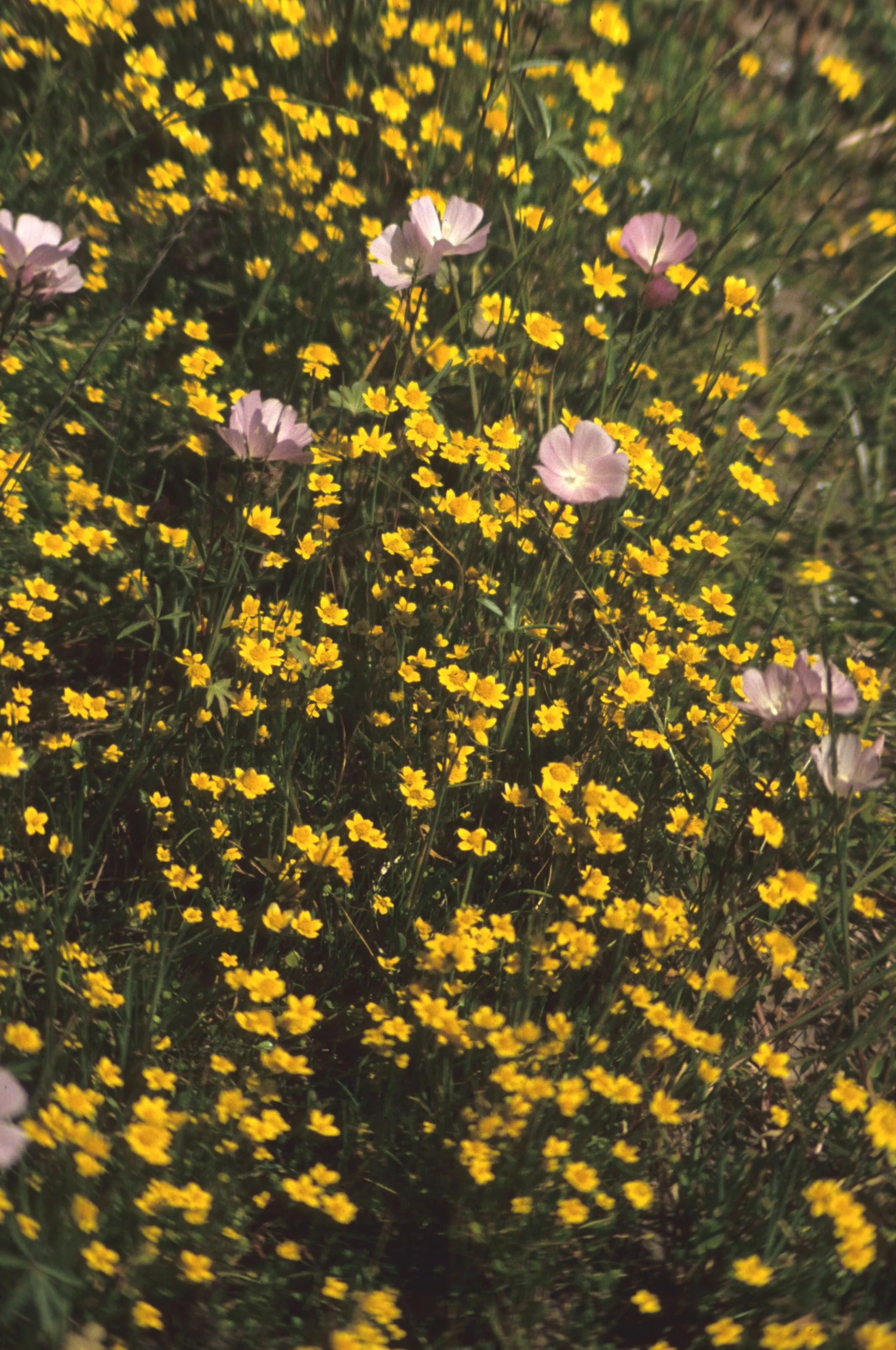 CALIFORNIA - PHOENIX FIELDS VERNAL POOLS - WILDFLOWER SPECIES.jpg