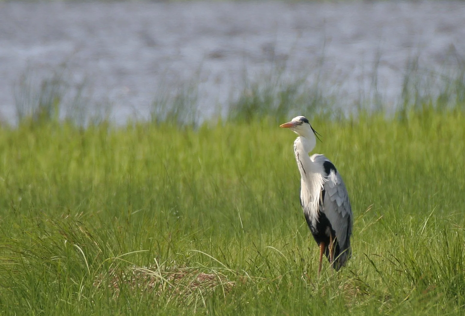 HERON - GREY HERON -  Ardea cinerea - EASTERN LAKE BAIKAL NEAR THE ULAN UDE FERRY STOP (11).jpg