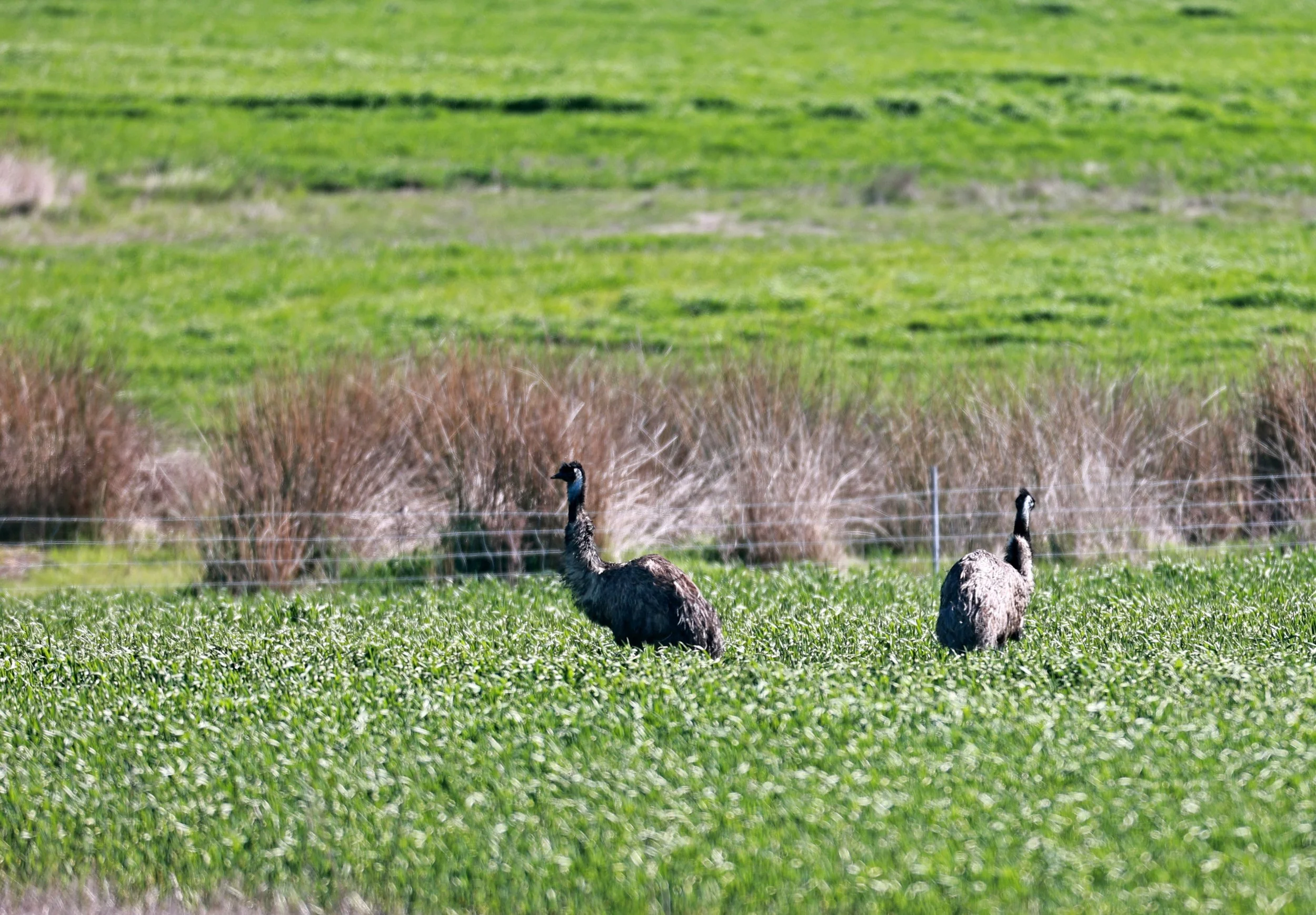 Emu (Dromaius novaehollandiae) Stirling Range NP - Western Australia (44).jpg