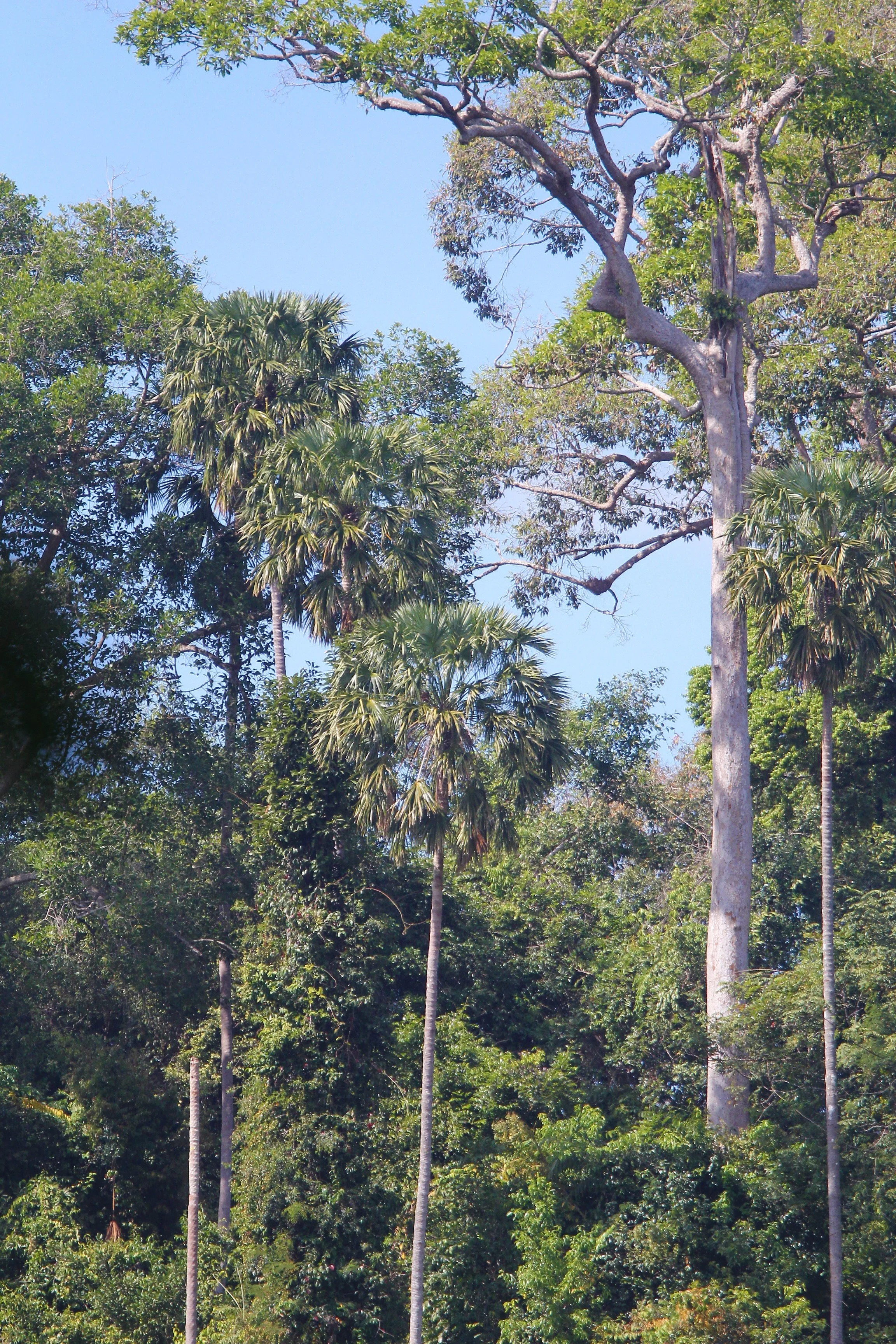 The Dipterocarp dominant Dry Evergreen Forest are the most common forest type in the Eastern Forest Complex