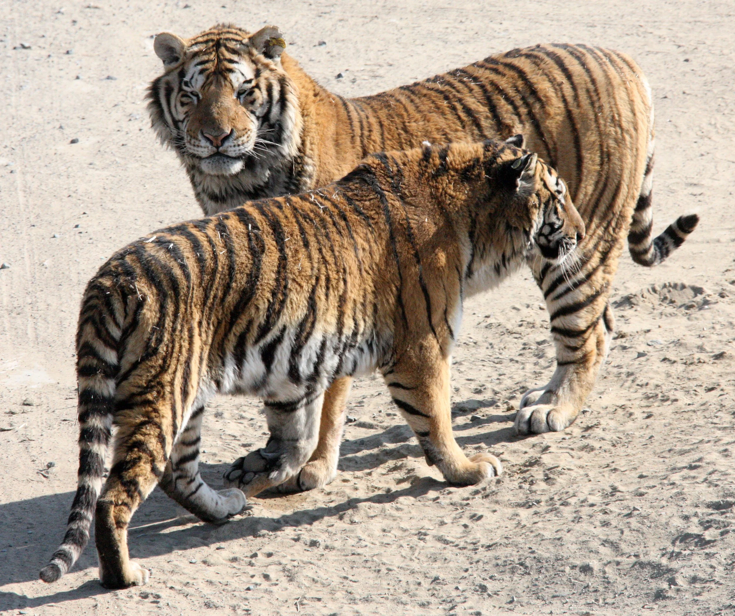 Panthera tigris altaica - SIBERIAN TIGER - HARBIN SIBERIAN TIGER PARK  (125).JPG