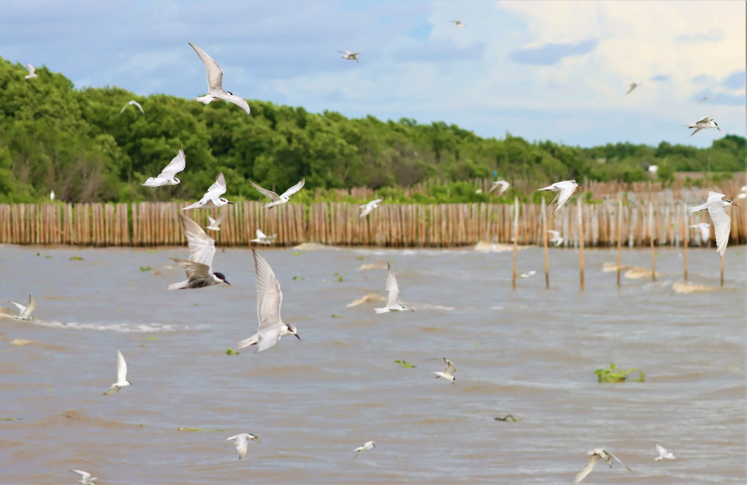 TERN - WHISKERED TERN - Chlidonias hybridus - BANG PU SEPT 22 2021 (7).jpg