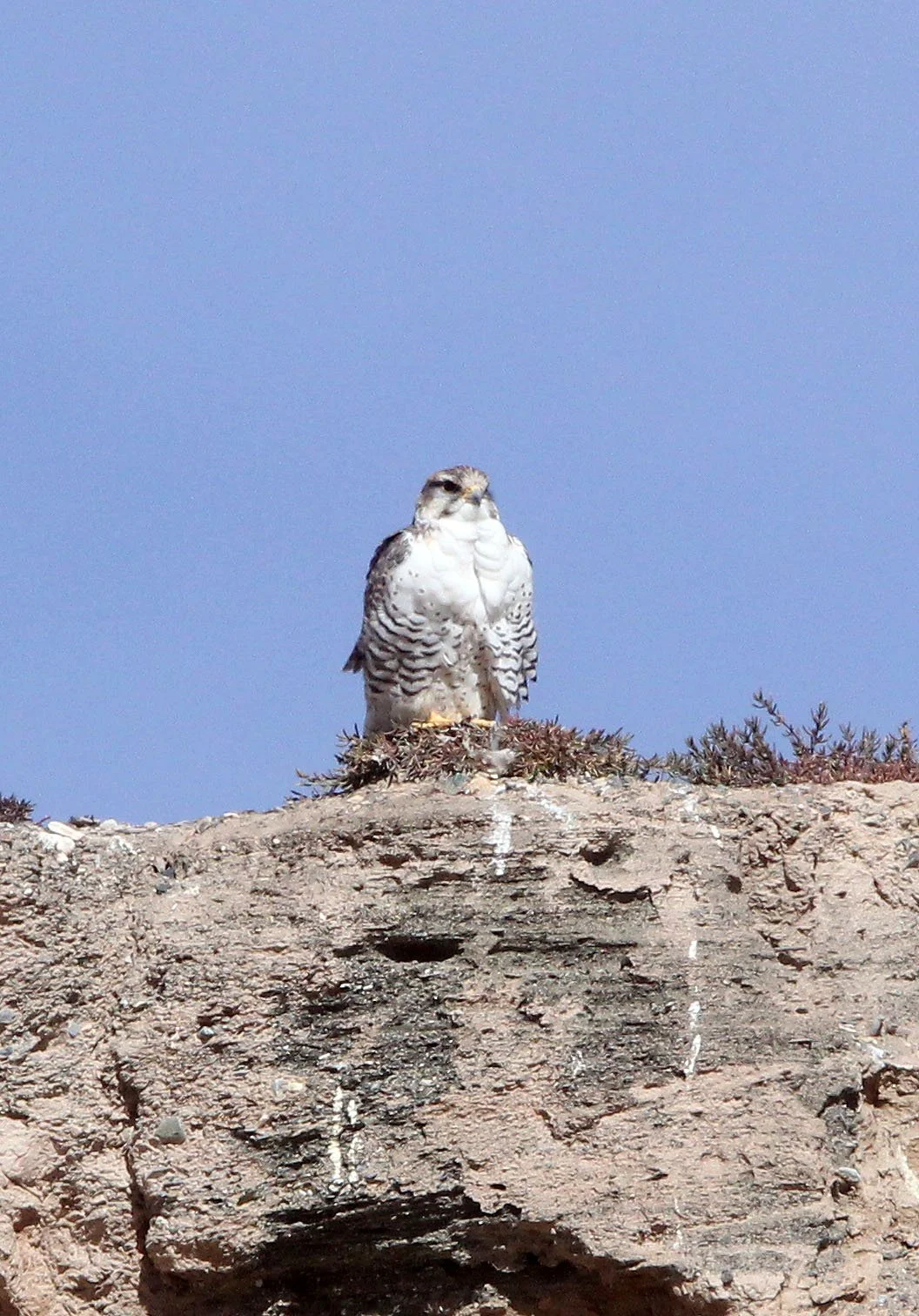 Falco cherrug - SAKER FALCON - YENIUGOU WILD YAK VALLEY - QINGHAI CHINA (11).JPG