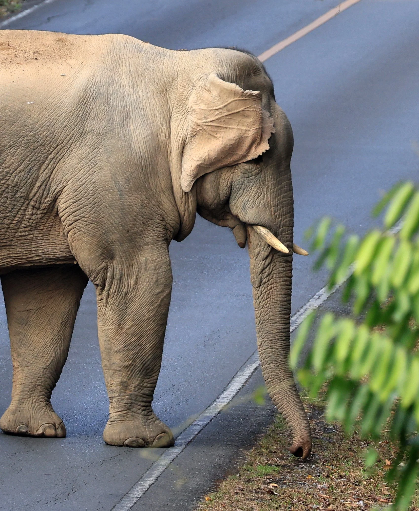 Asian Elephant (Elephas maximus) Khao Yai National Park, Thailand (91).jpg