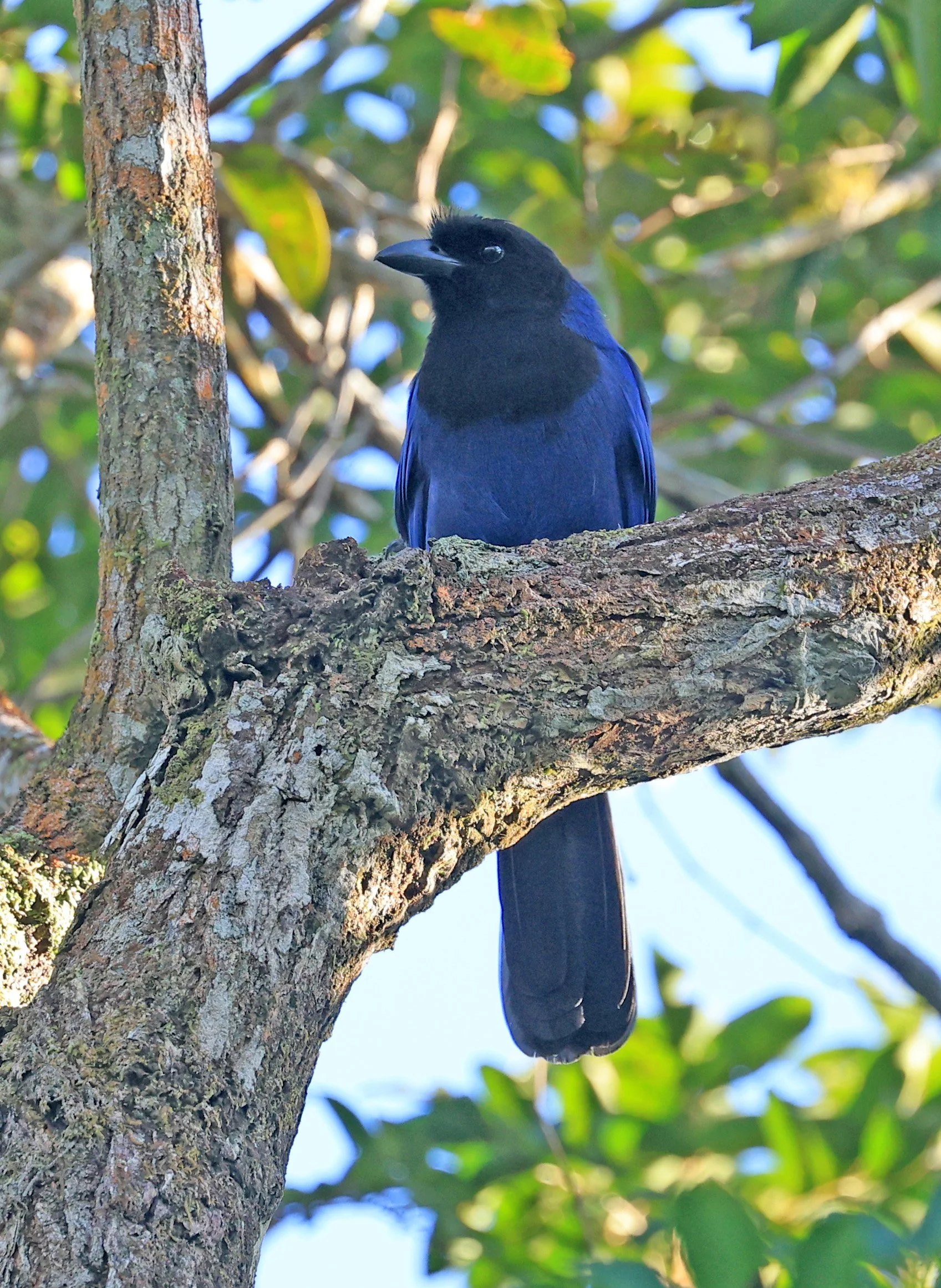 Azure Jay (Cyanocorax caeruleus) Superagui National Park, Brazil (36).jpg