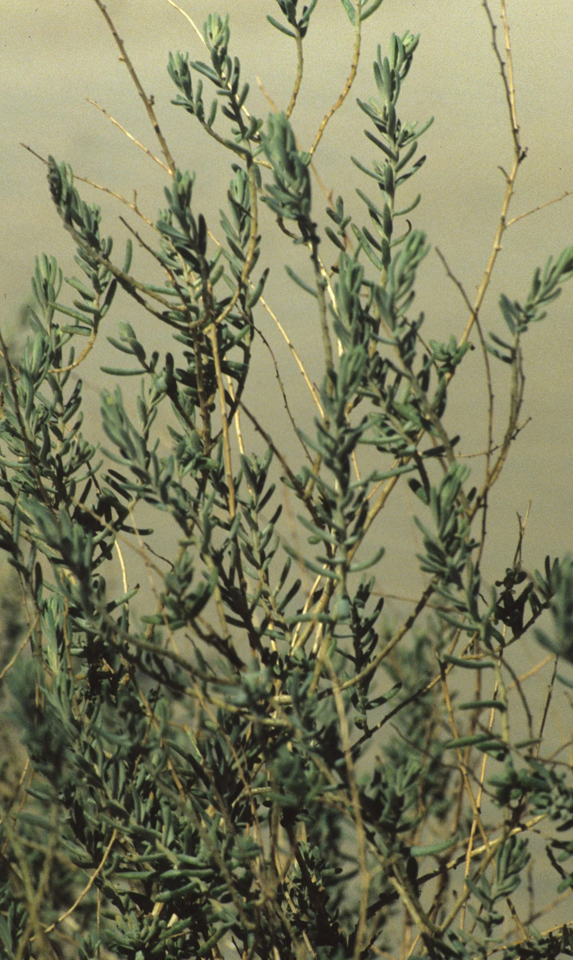 DEATH VALLEY - SUAEDA TORREYANA - INKWEED.jpg