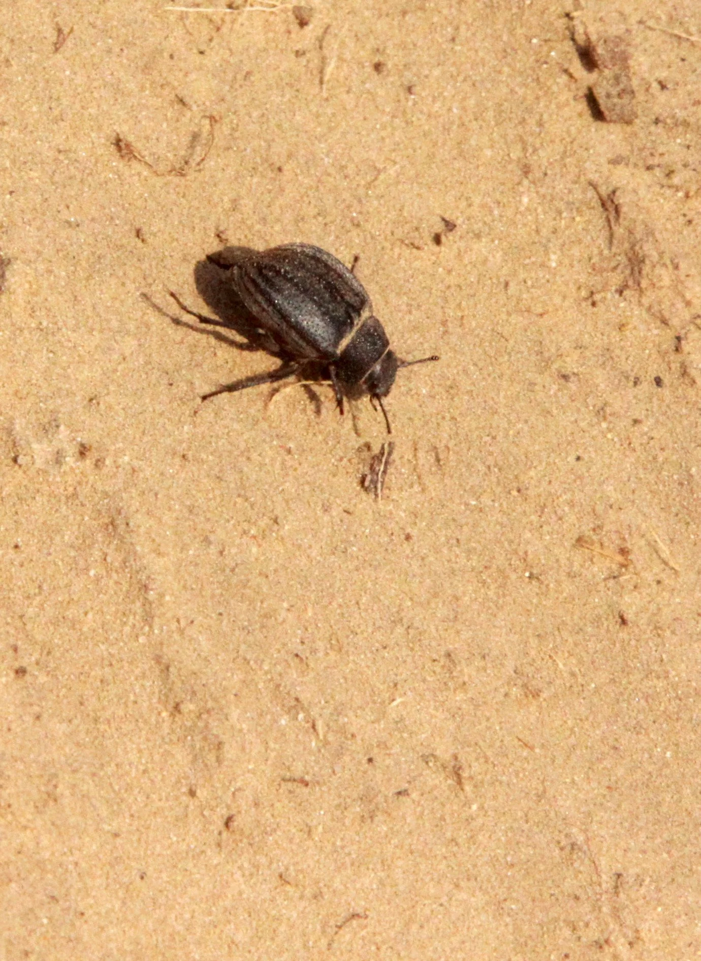 Tenebrionidae - Unidentified Species - Kulun Qi, Inner Mongolia, China