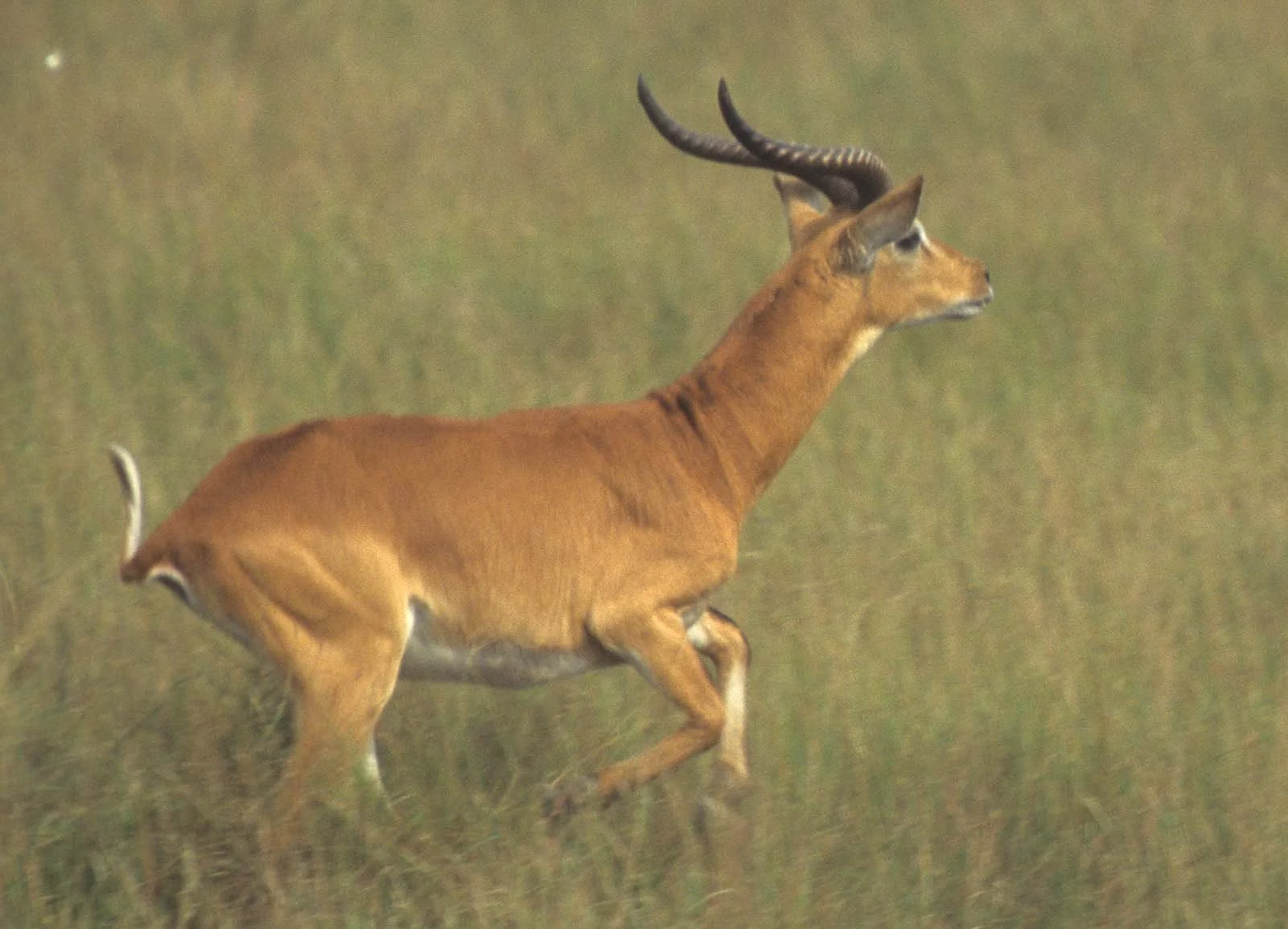 BOVID - UGANDA KOB - QE (3).jpg