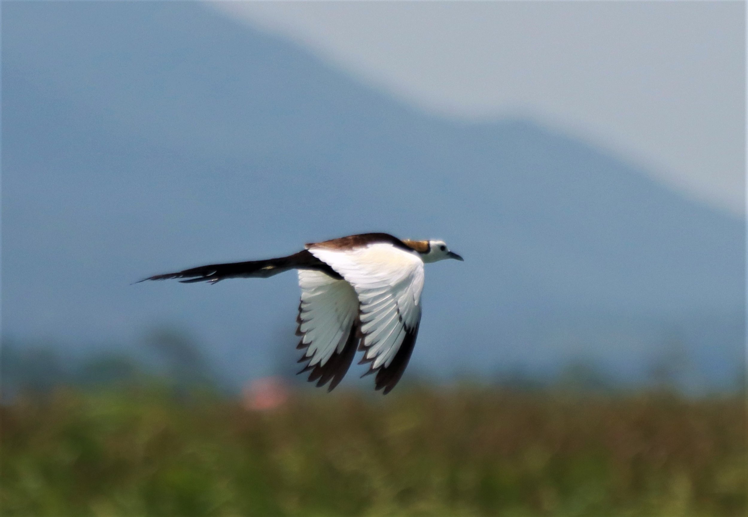 JACANA - PHEASANT-TAILED JACANA - Hydrophasianus chirurgus - BUENG BORAPHET NAKHON SAWAN AUGUST 2021 (141).jpg