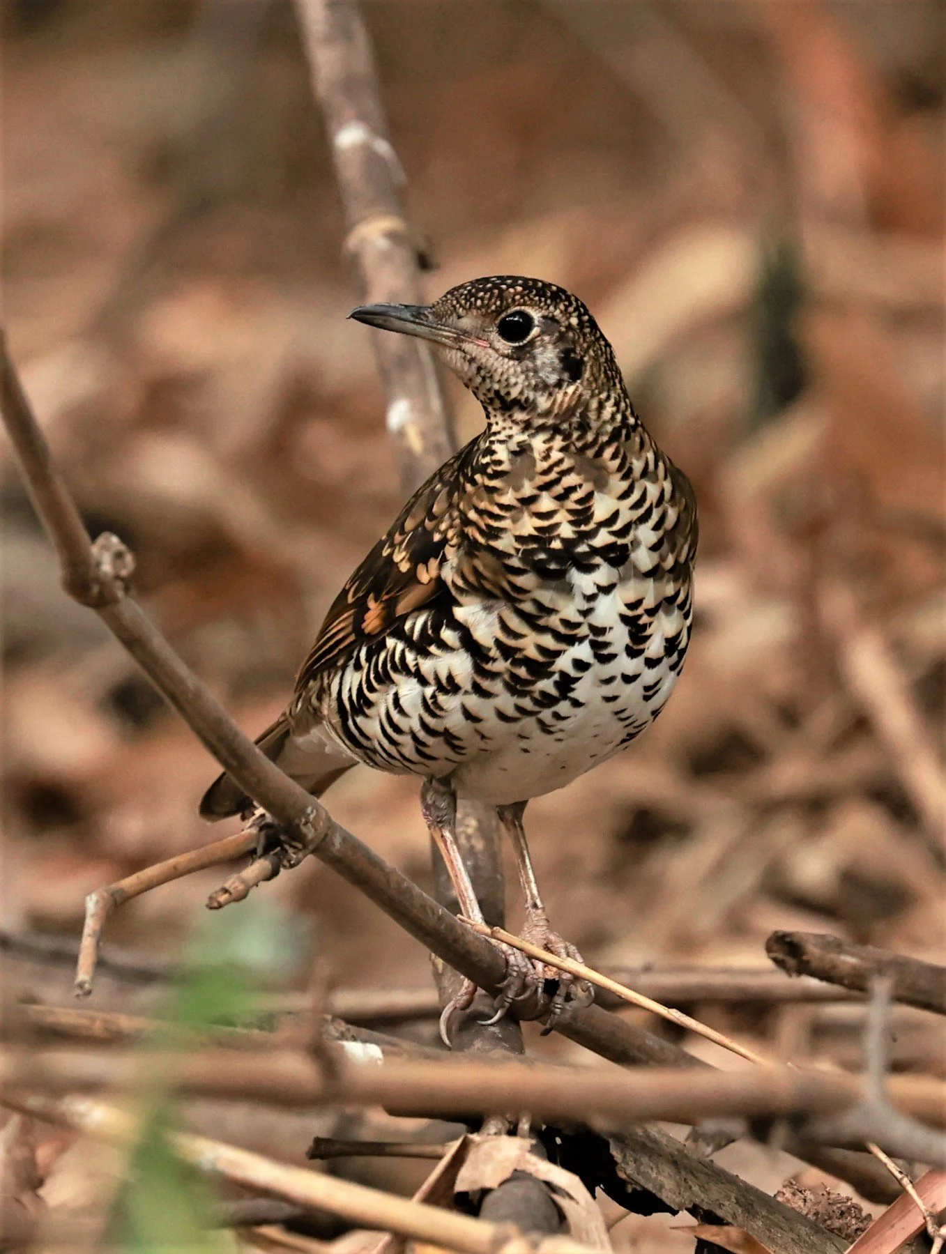 White's Thrush (Zoothera aurea) Putthamonthon Park Nakhon Pathom Thailand (51).jpg