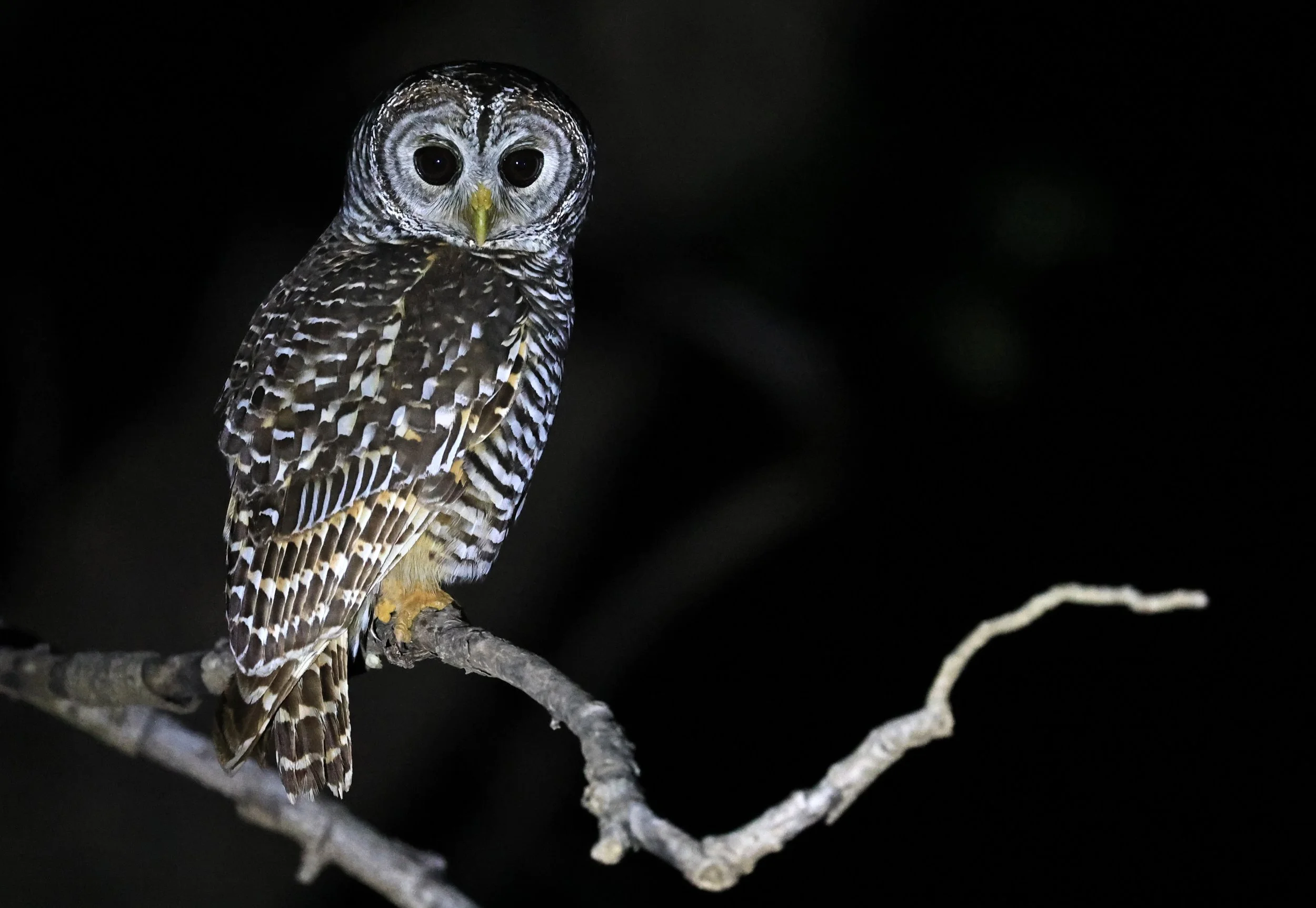 Chaco Owl (Strix chacoensis) Reserva Nueland  Selva Serena (31).jpg