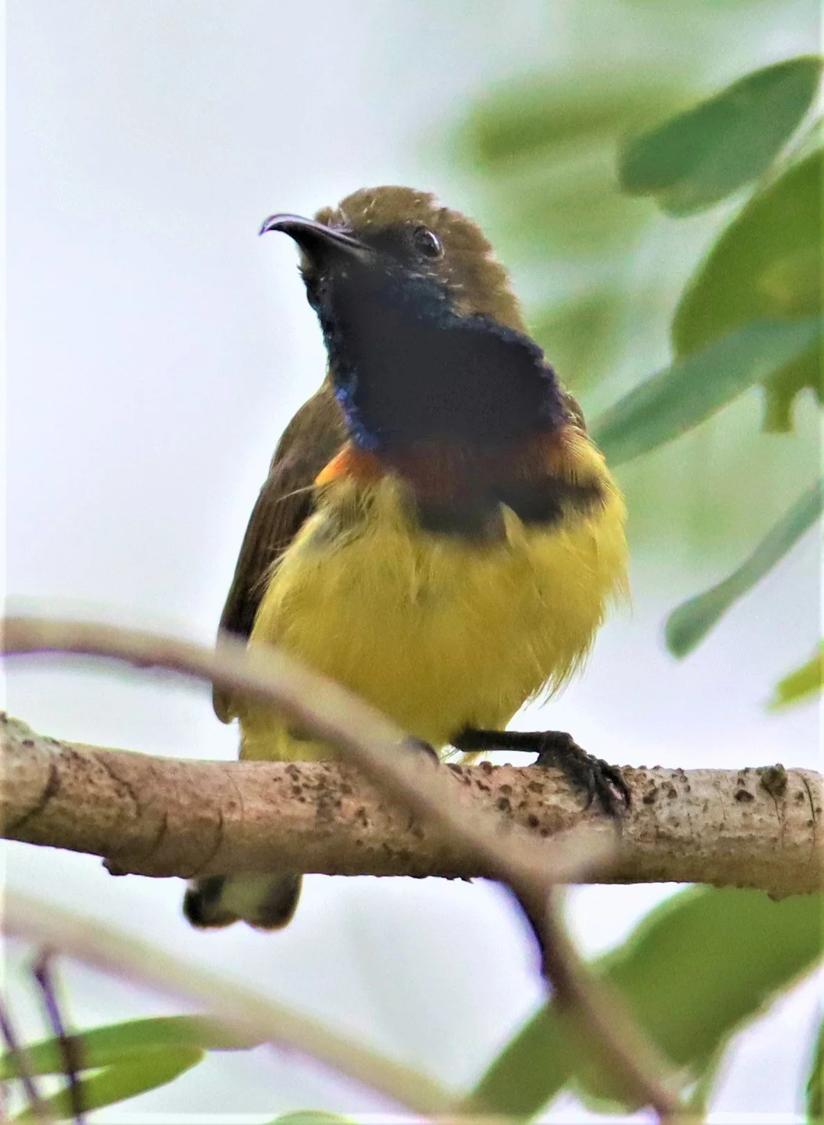 SUNBIRD - OLIVE-BACKED SUNBIRD - Nectarinia jugularis - NONG YA PLONG PETCHABURI (74).jpg