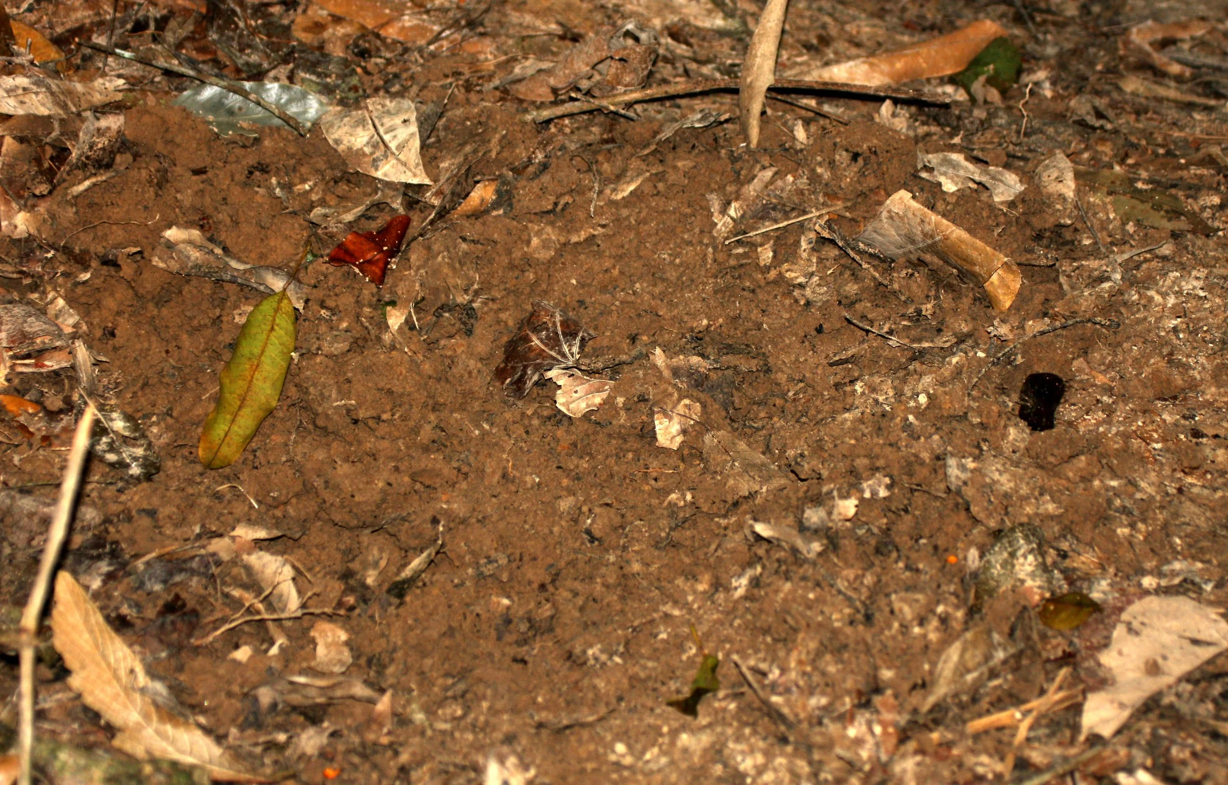 KRUNG CHIN NP THAILAND - PANGOLIN DIG.JPG