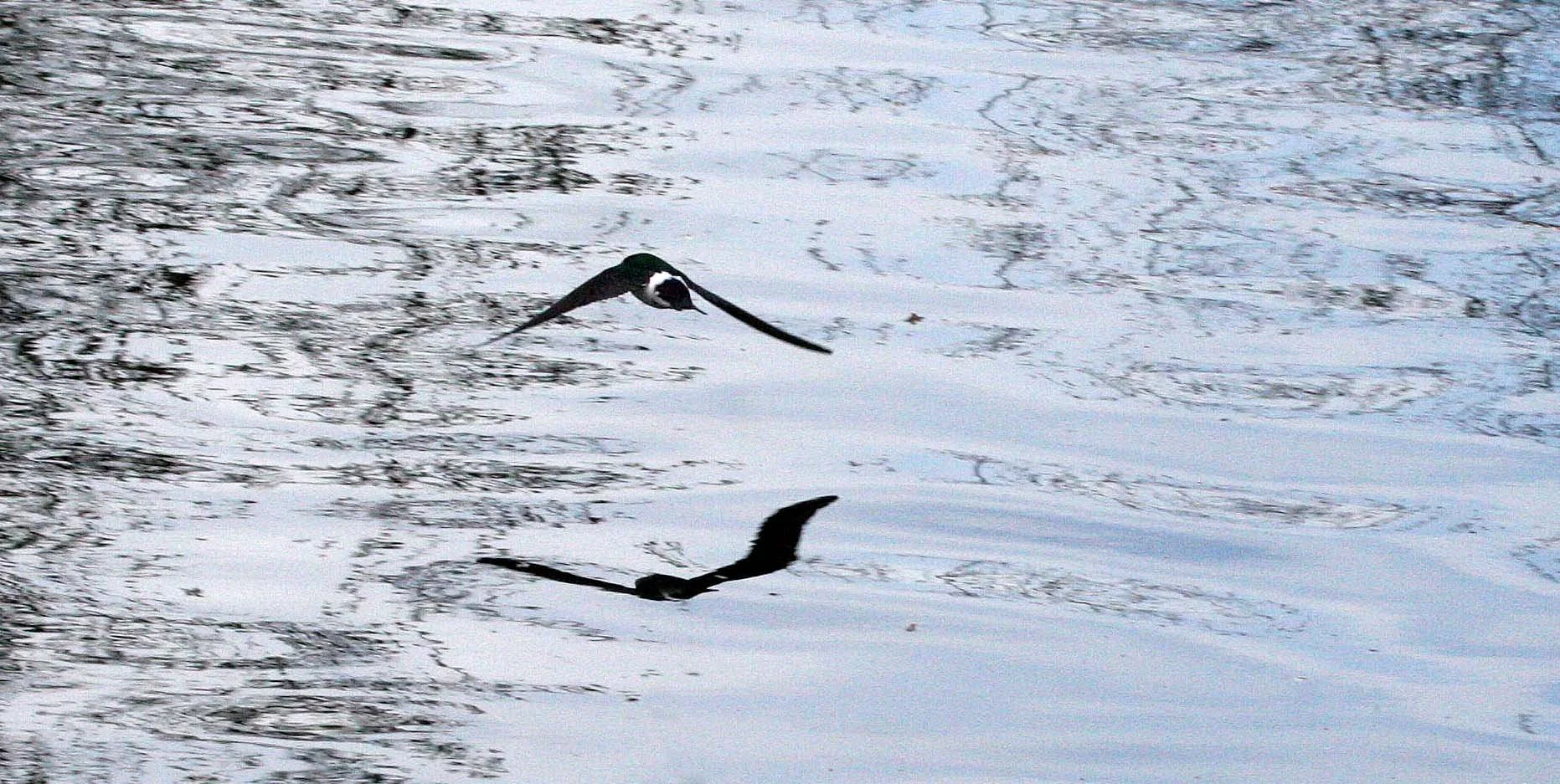 Violet-green Swallow (Tachycineta thalassina) Cary Blake Park Sequim Washington (2).JPG
