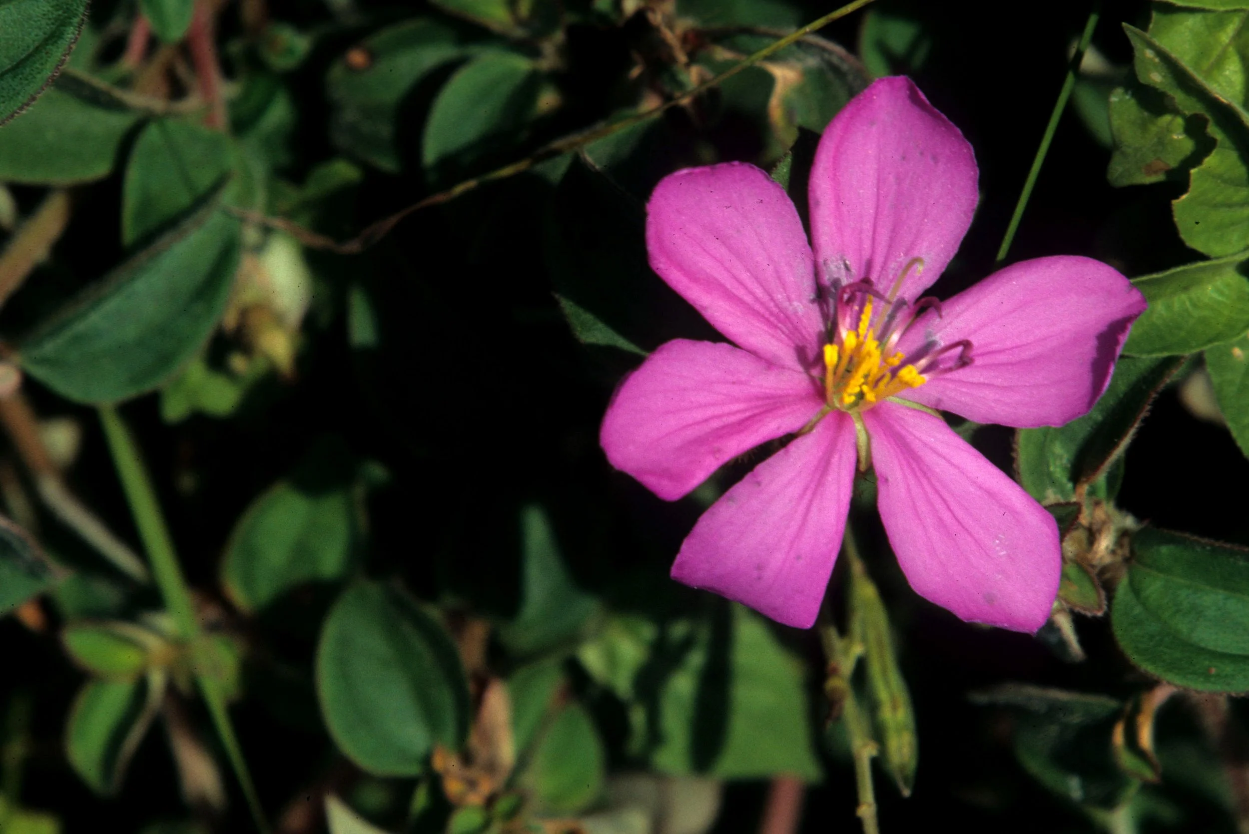 KENYA - PLANT - SPECIES A.jpg