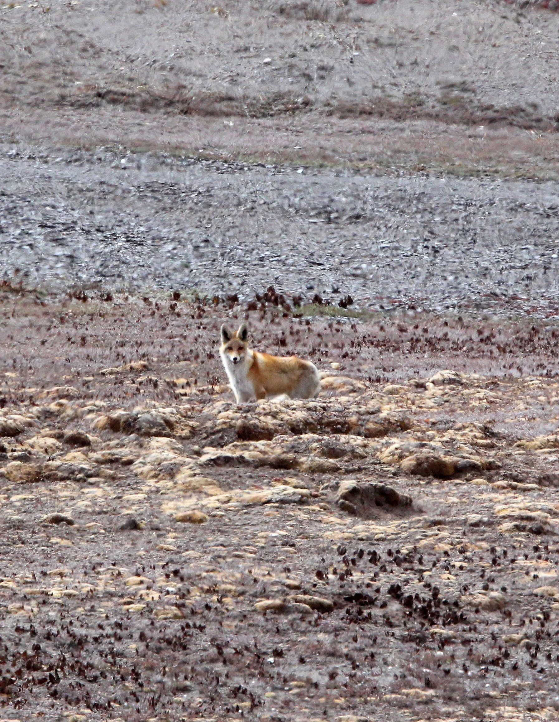 "Tibetan Red Fox (Vulpes vulpes) Qinghai China 2012