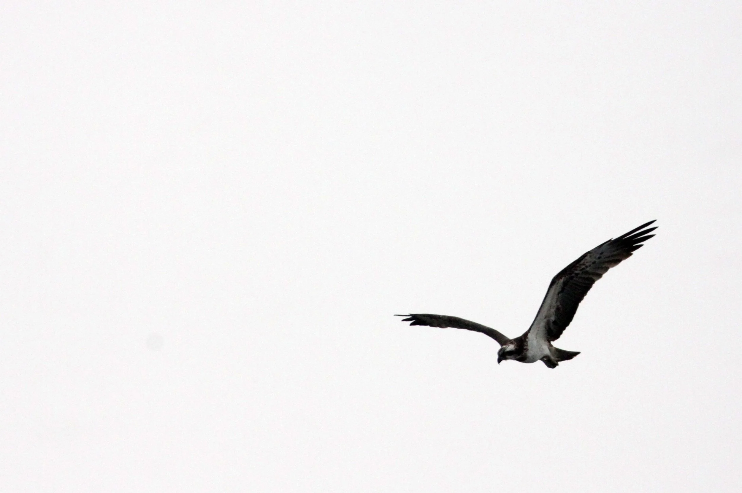 Pandion haliaetus - OSPREY - CHAMBAL RIVER SANCTUARY INDIA (10).JPG