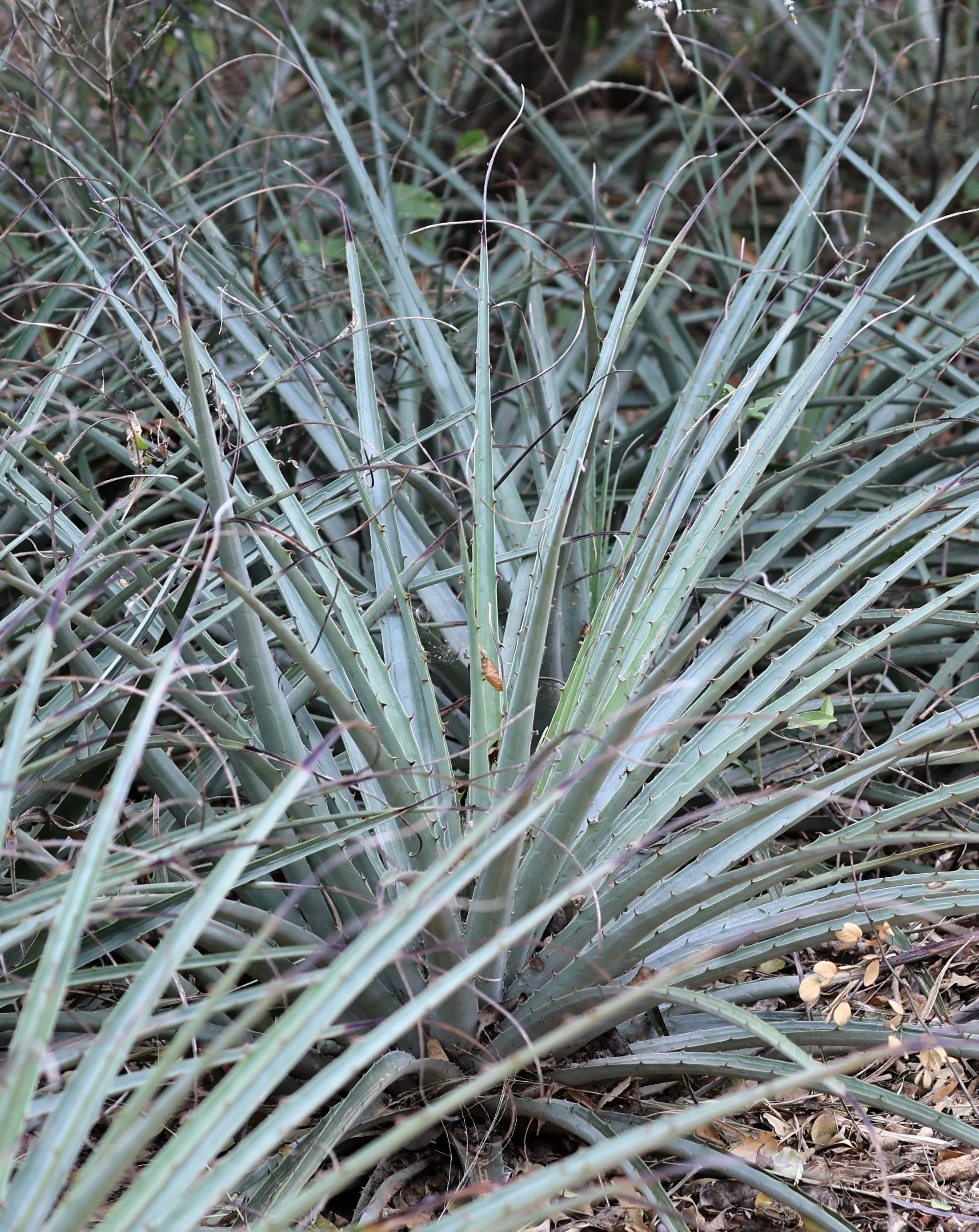 Bromelia serra - La Patria Sideroads Paraguay