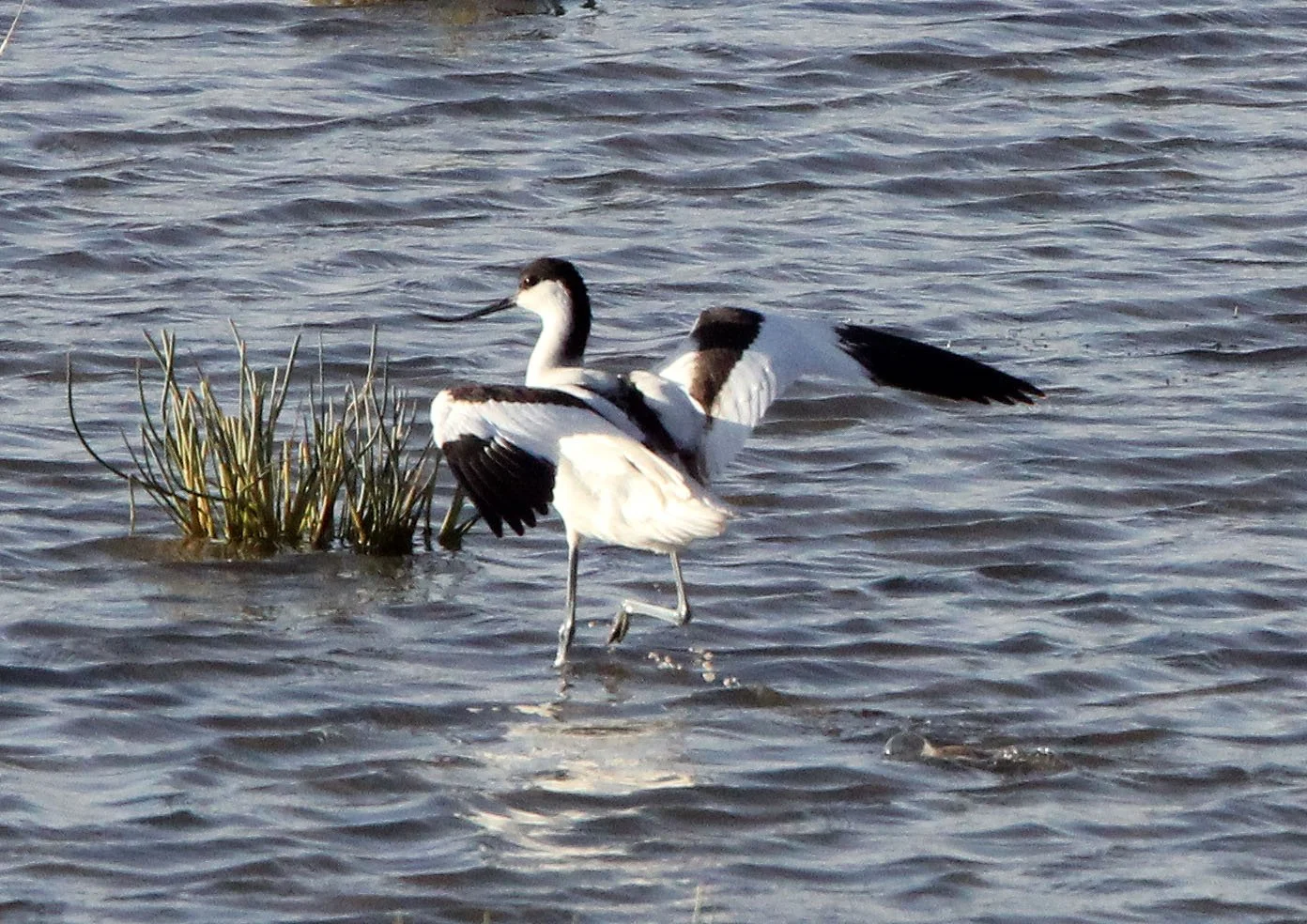 BIRD - AVOCET - PIED AVOCET - CHAKA LAKE QINGHAI CHINA (13).jpg