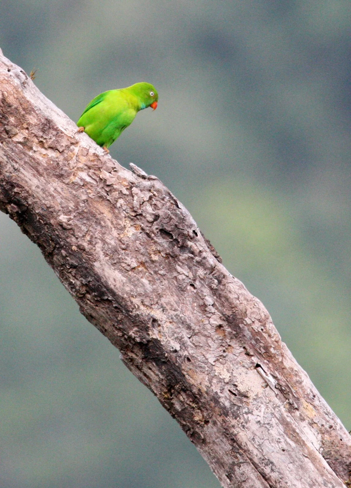BIRD - PARROT - VERNAL HANGING PARROT - KAENG KRACHAN NP THAILAND (14).JPG